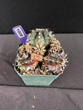 Gymnocalycium Mihanovichii  "T-Rex Cluster" Cactus