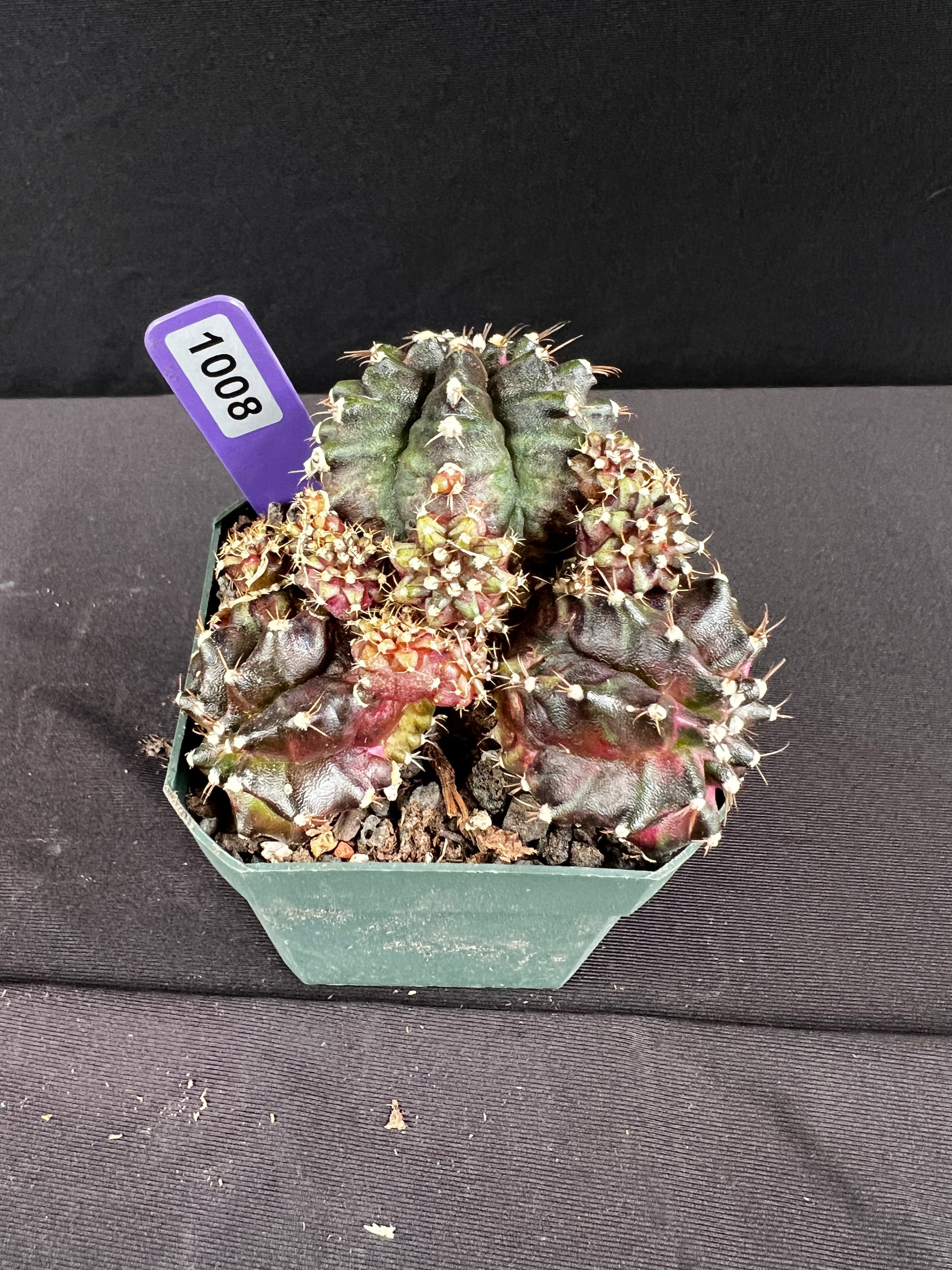 Gymnocalycium Mihanovichii  "T-Rex Cluster"