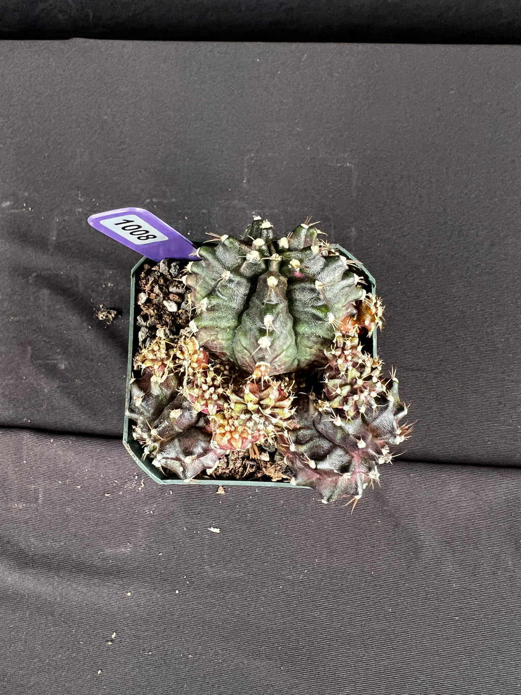 Gymnocalycium Mihanovichii  "T-Rex Cluster" Cactus