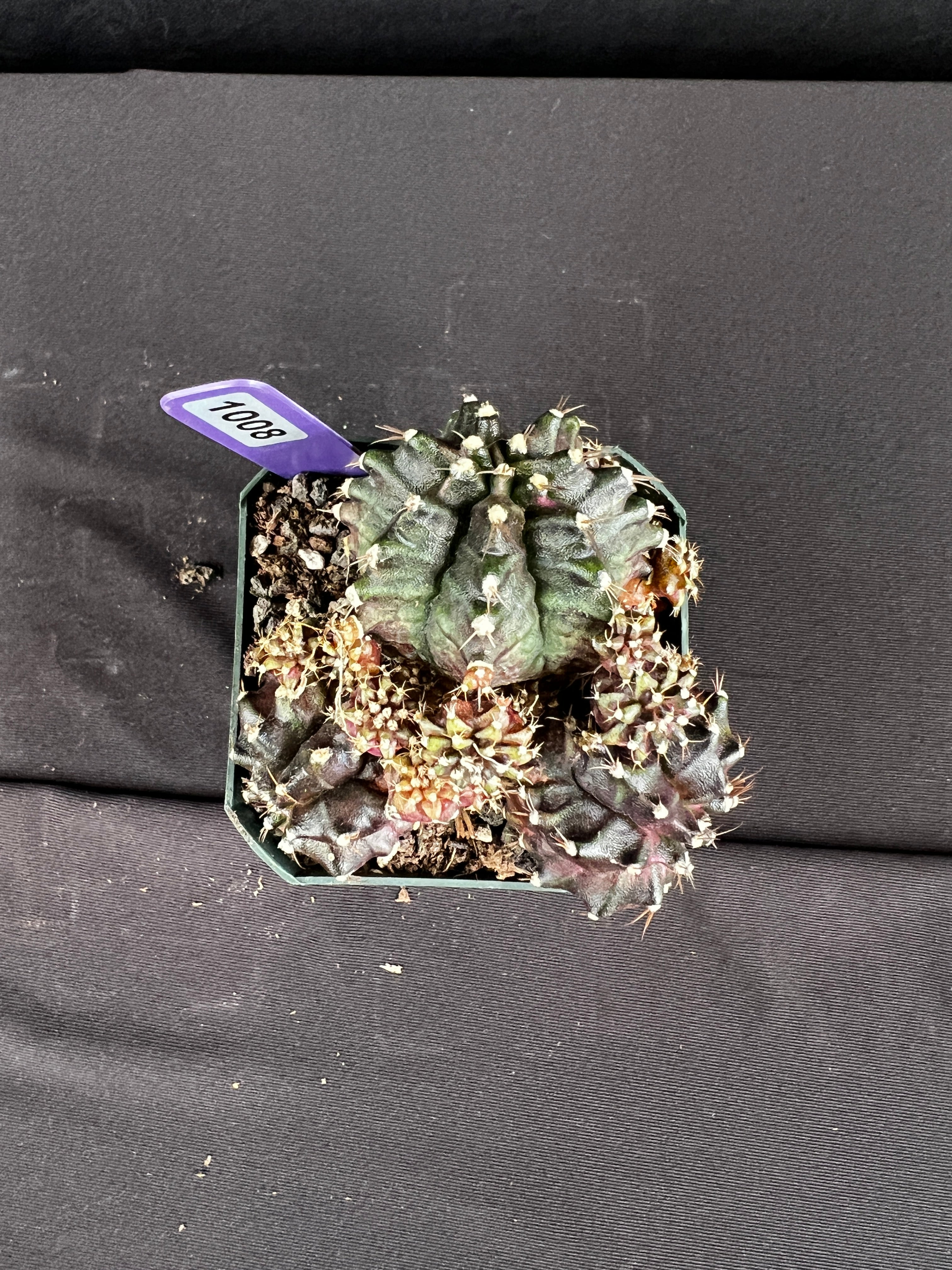 Gymnocalycium Mihanovichii  "T-Rex Cluster"