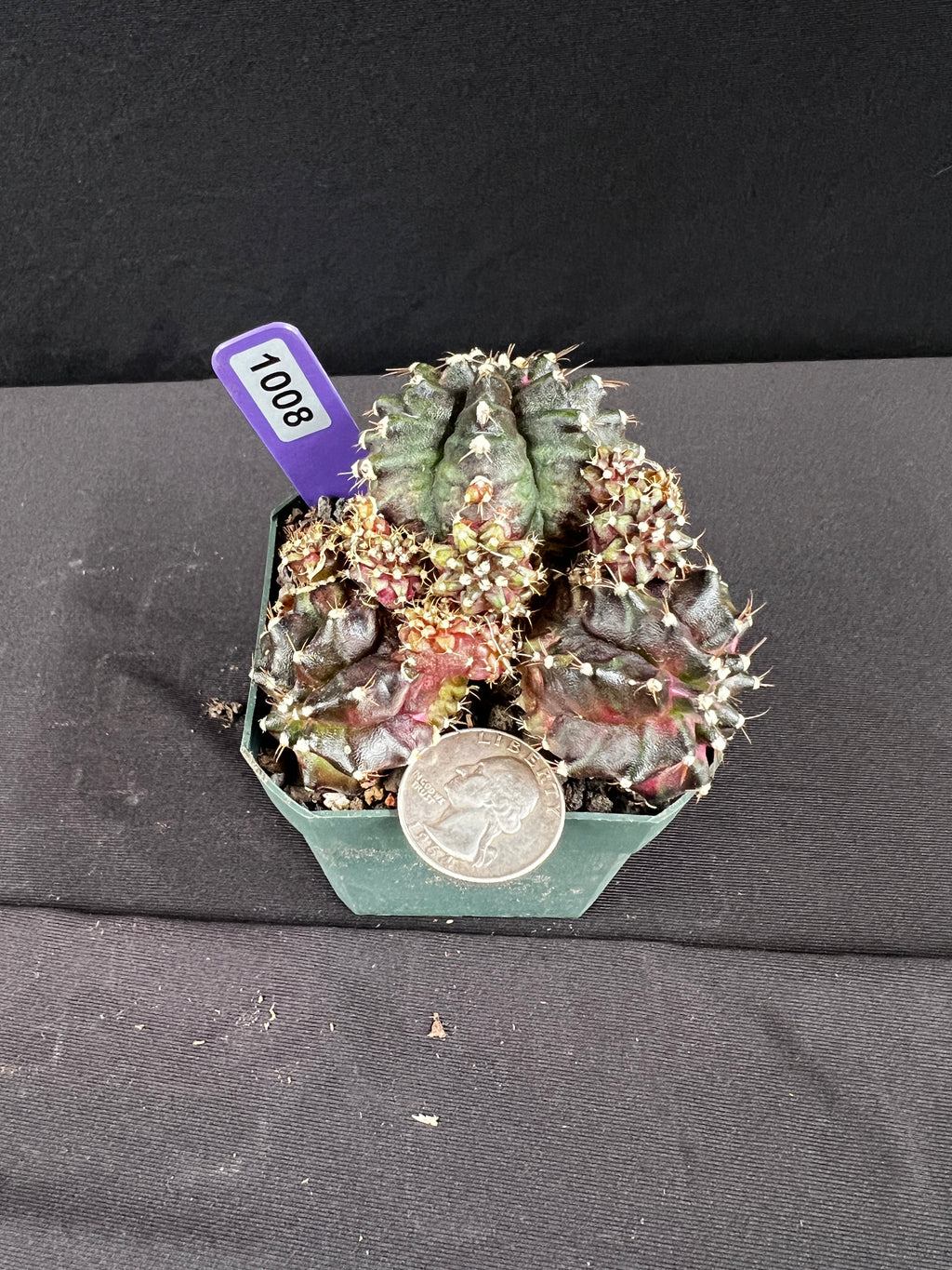 Gymnocalycium Mihanovichii  "T-Rex Cluster" Cactus