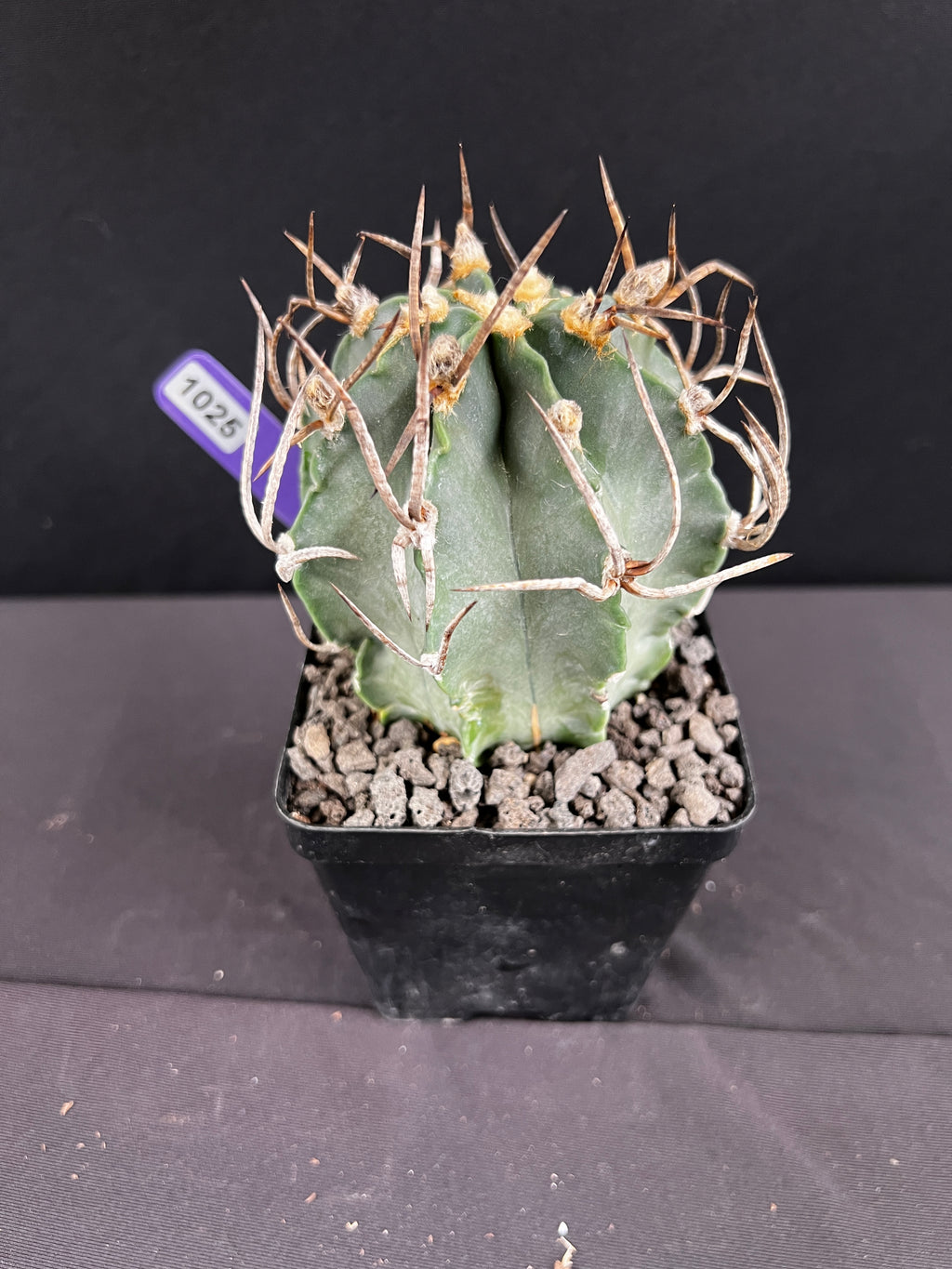 Astrophytum Capricorn cv. Suigyu - aka "Buffalo" Cactus