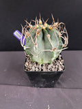 Astrophytum Capricorn cv. Suigyu - aka "Buffalo" Cactus