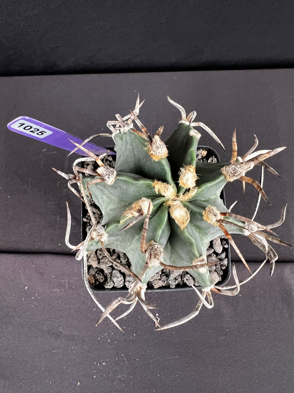 Astrophytum Capricorn cv. Suigyu - aka "Buffalo" Cactus