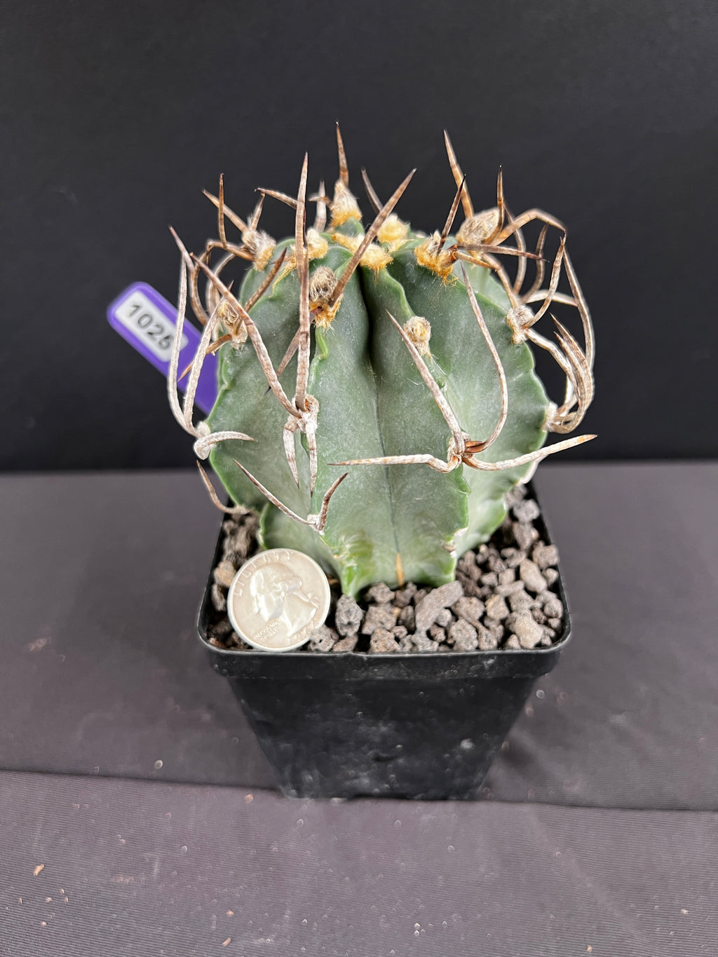 Astrophytum Capricorn cv. Suigyu - aka "Buffalo" Cactus