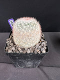 Mammillaria Candida Cactus