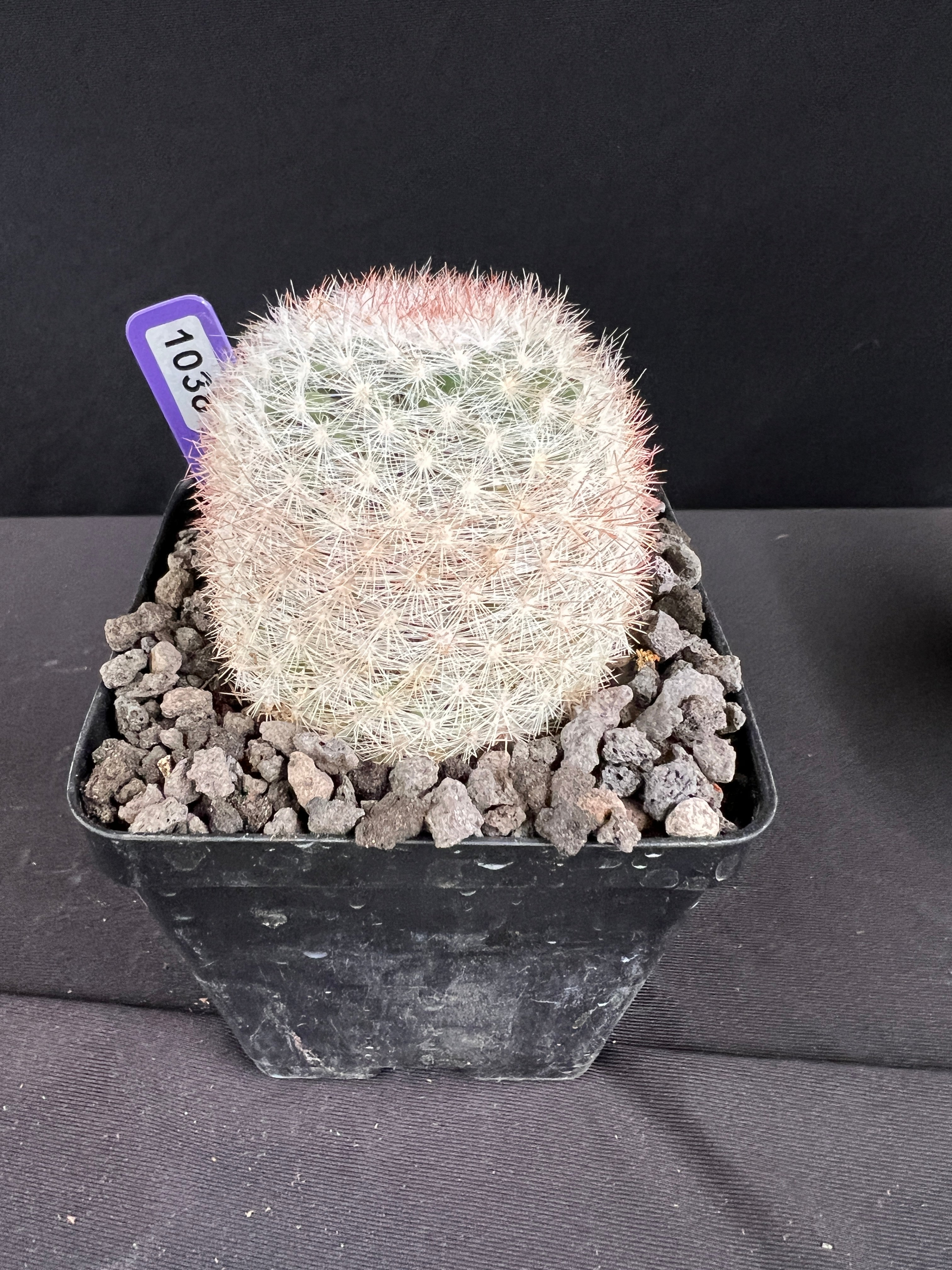 Mammillaria Candida