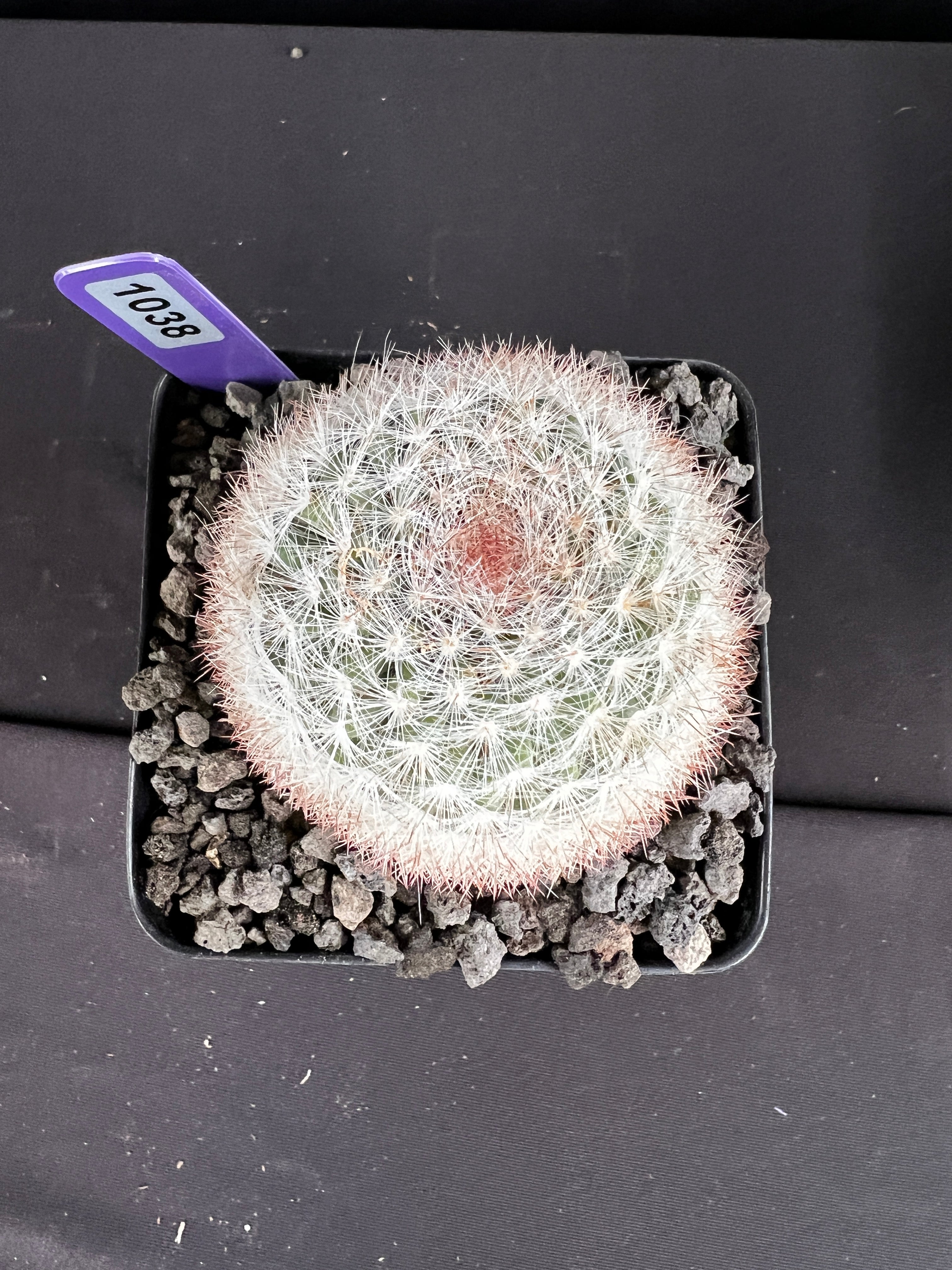 Mammillaria Candida