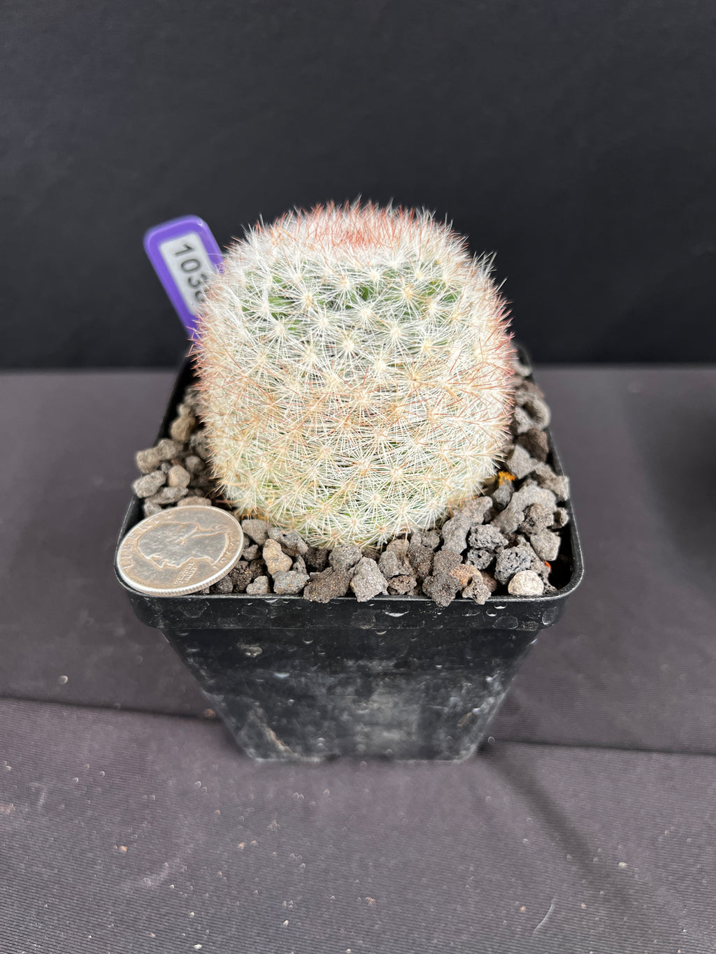 Mammillaria Candida Cactus