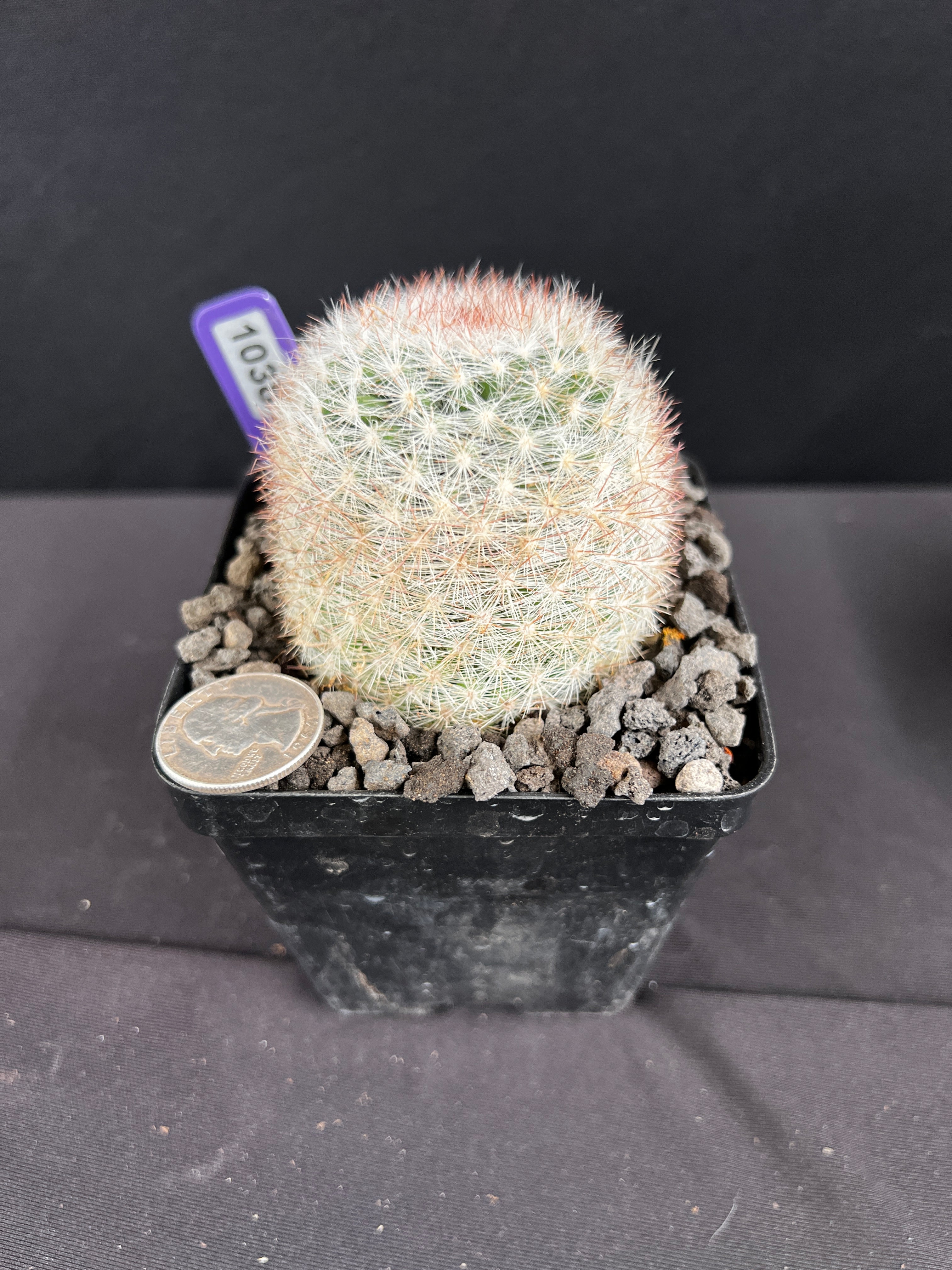 Mammillaria Candida