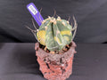 Astrophytum Capricorne Variegated Cactus