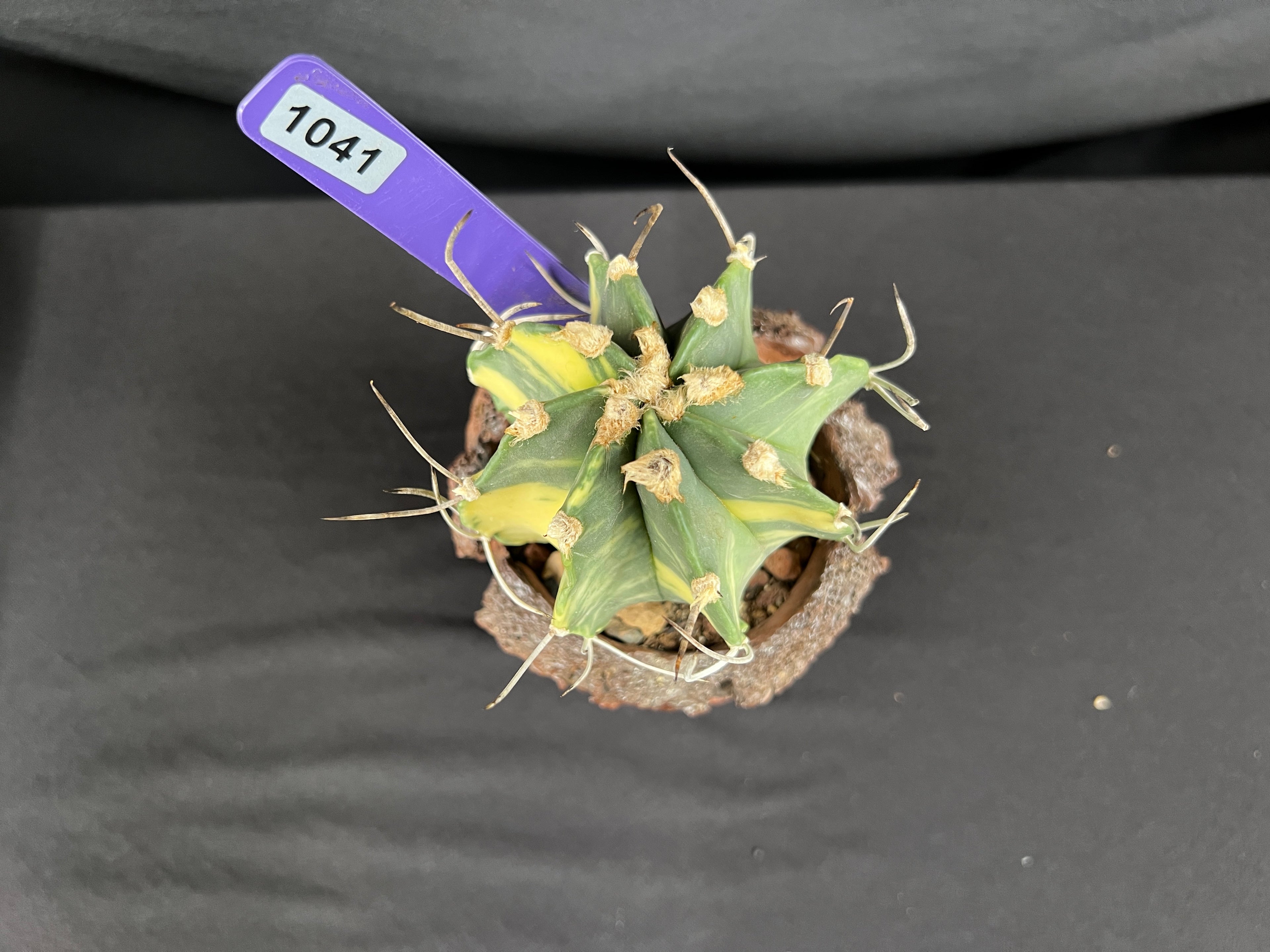 Astrophytum Capricorne Variegated Cactus