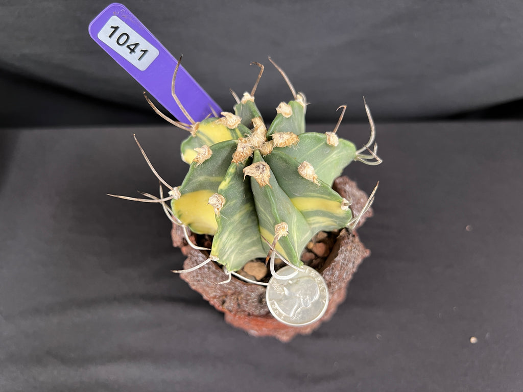 Astrophytum Capricorne Variegated Cactus
