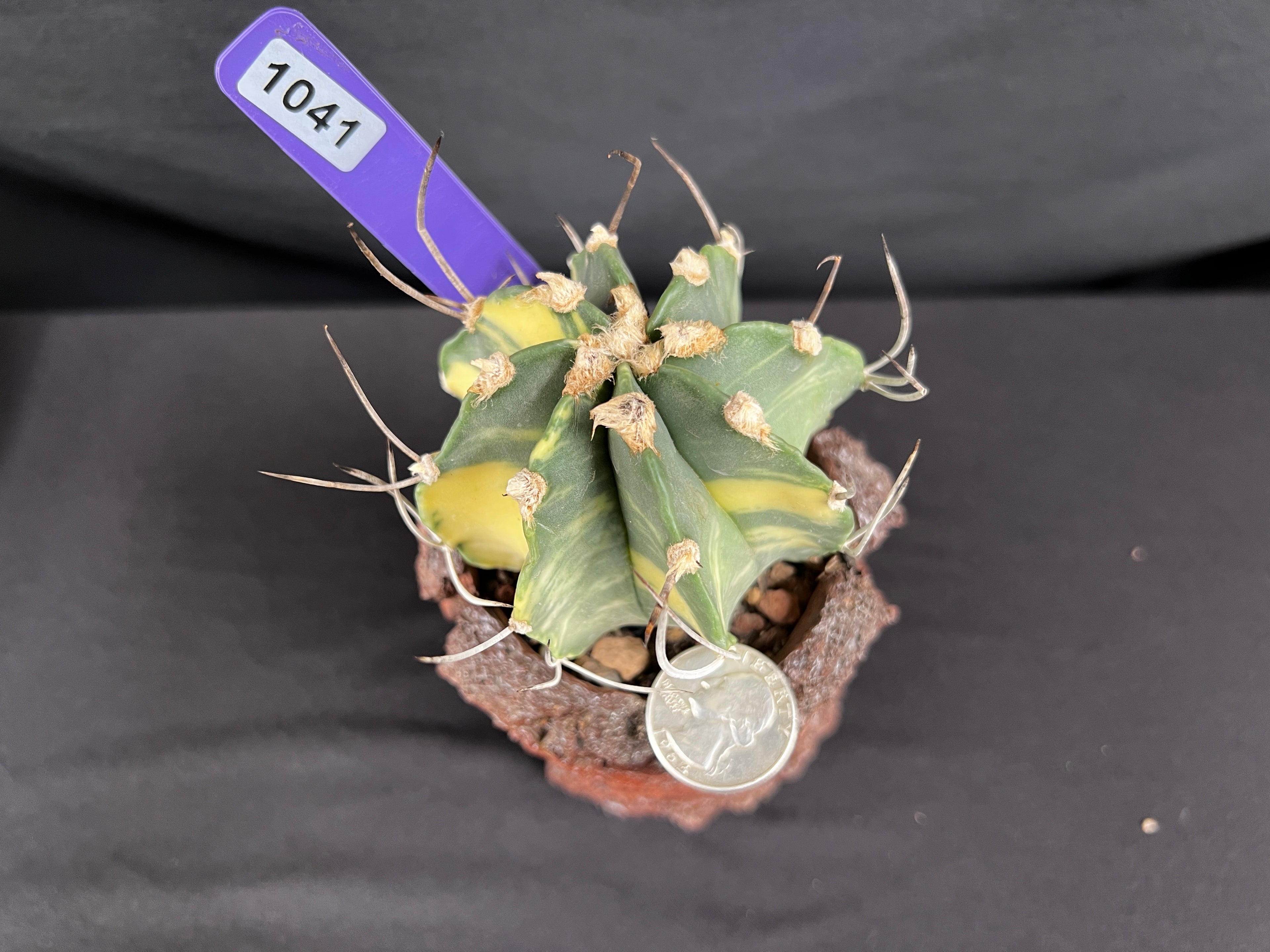 Astrophytum Capricorne Variegated Cactus