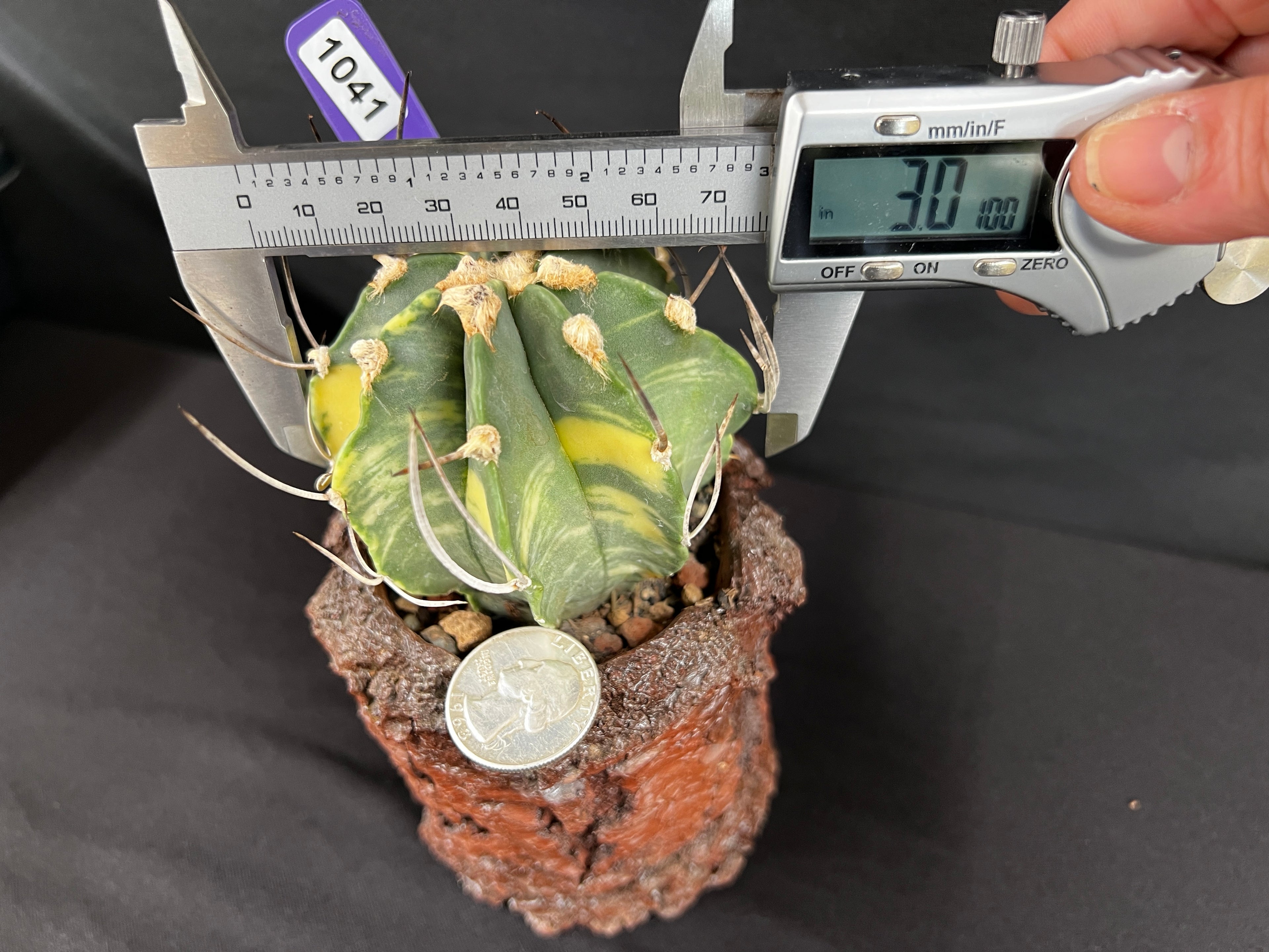 Astrophytum Capricorne Variegated Cactus