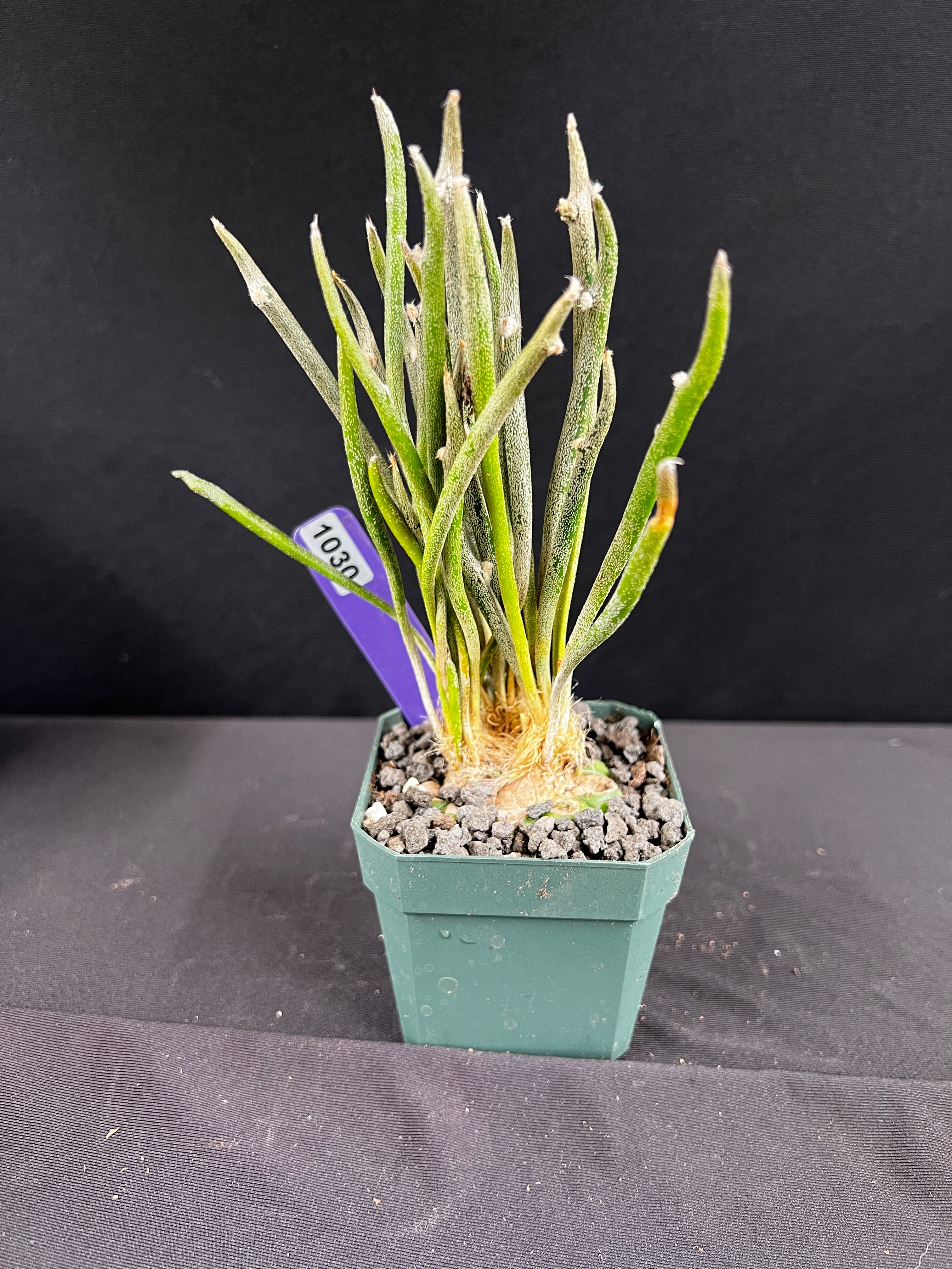 Astrophytum Caput-Medusae