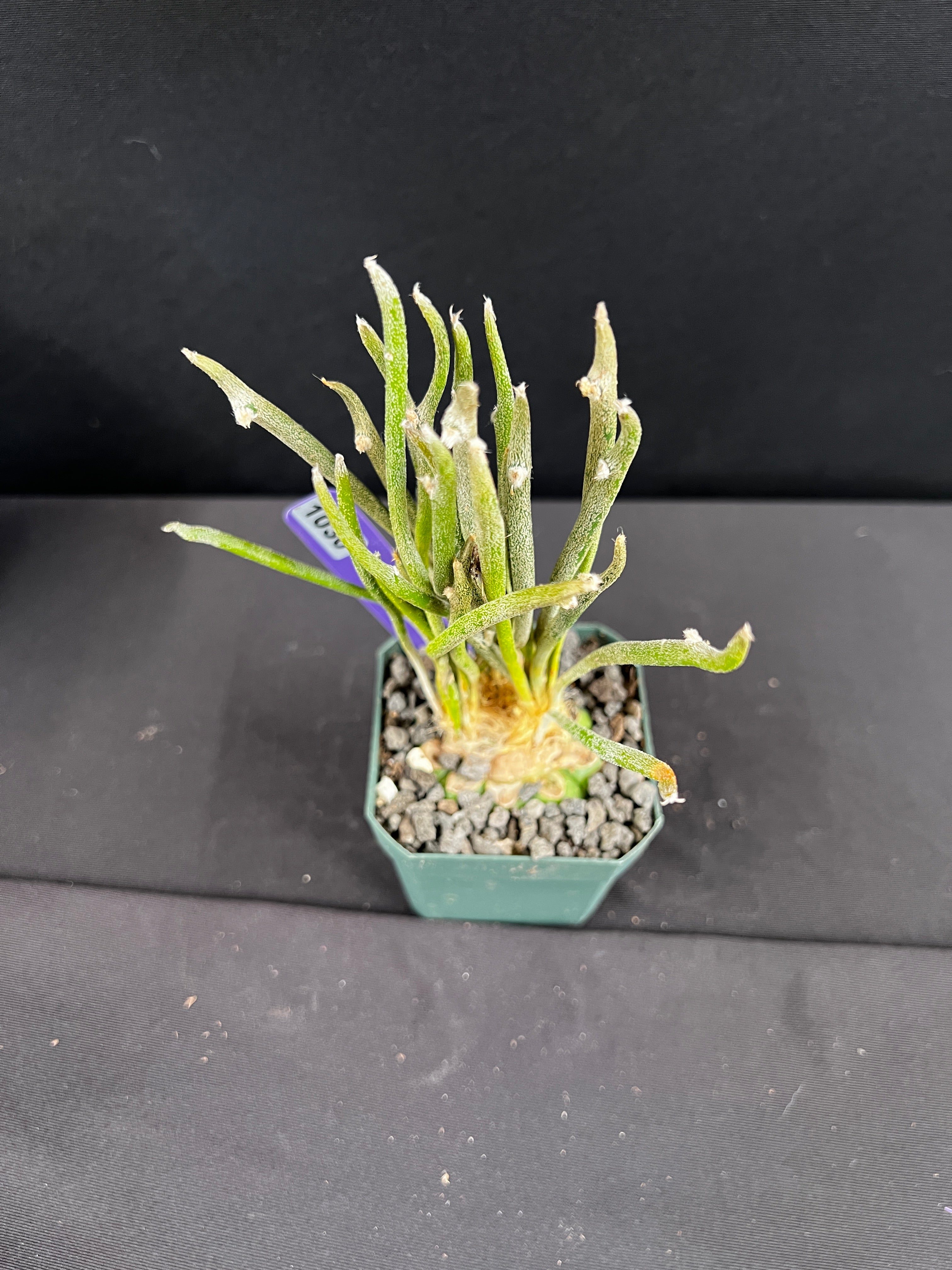 Astrophytum Caput-Medusae