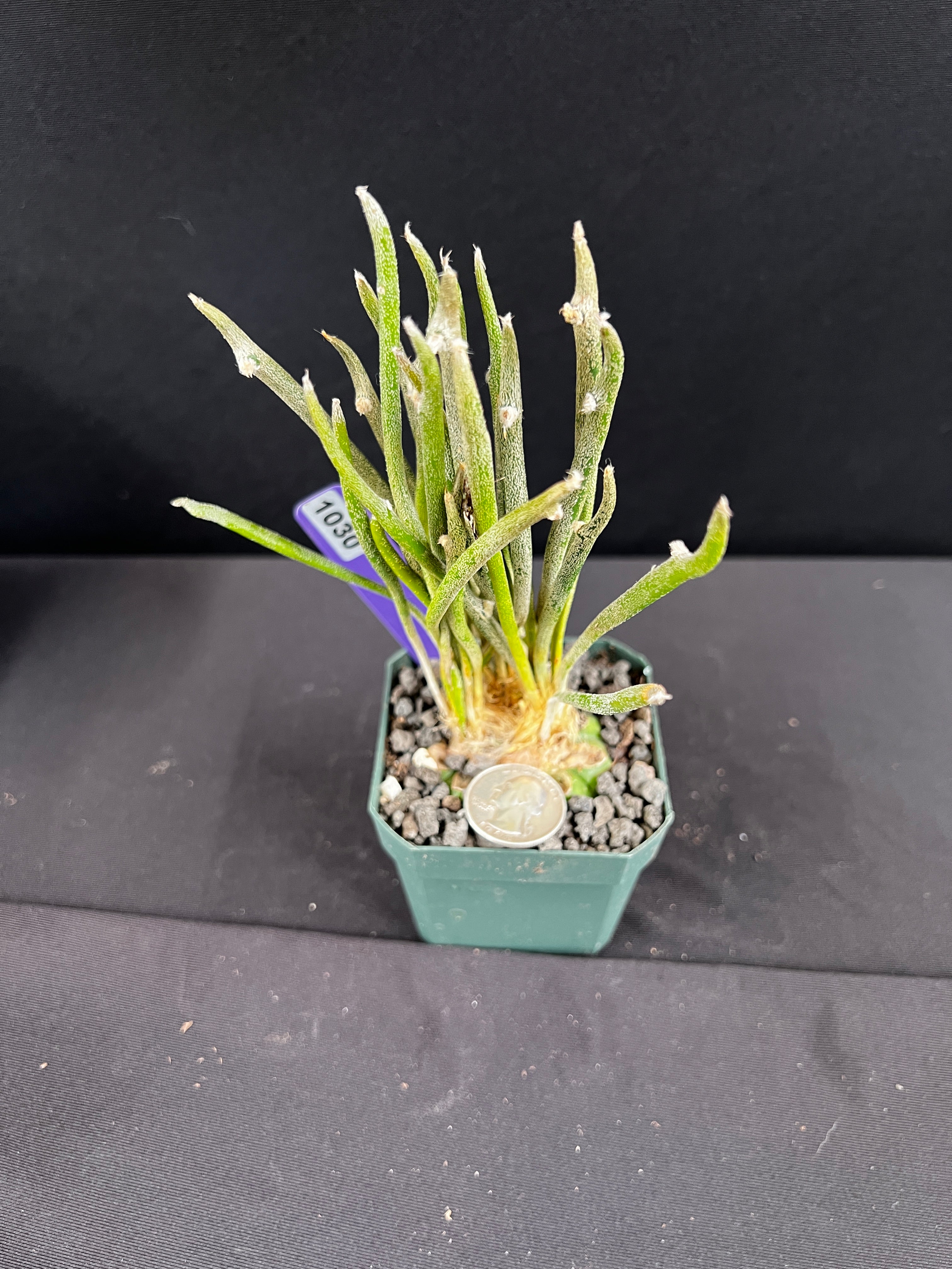 Astrophytum Caput-Medusae