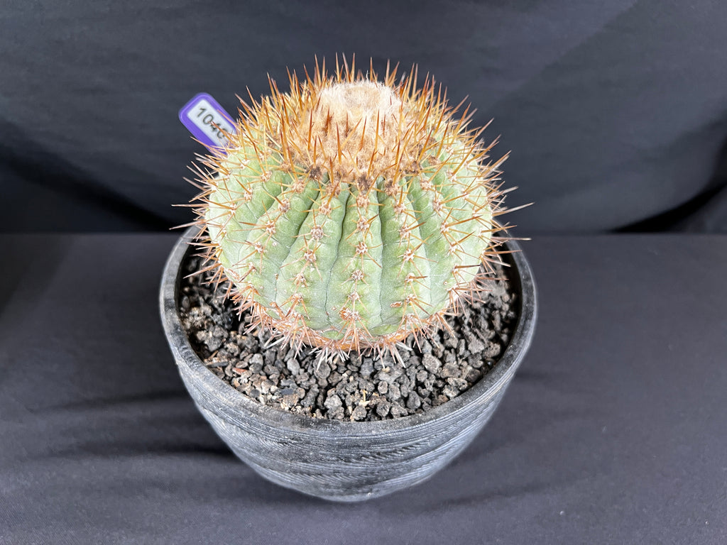 Copiapoa Cinerea sub. Columna-Alba Cactus