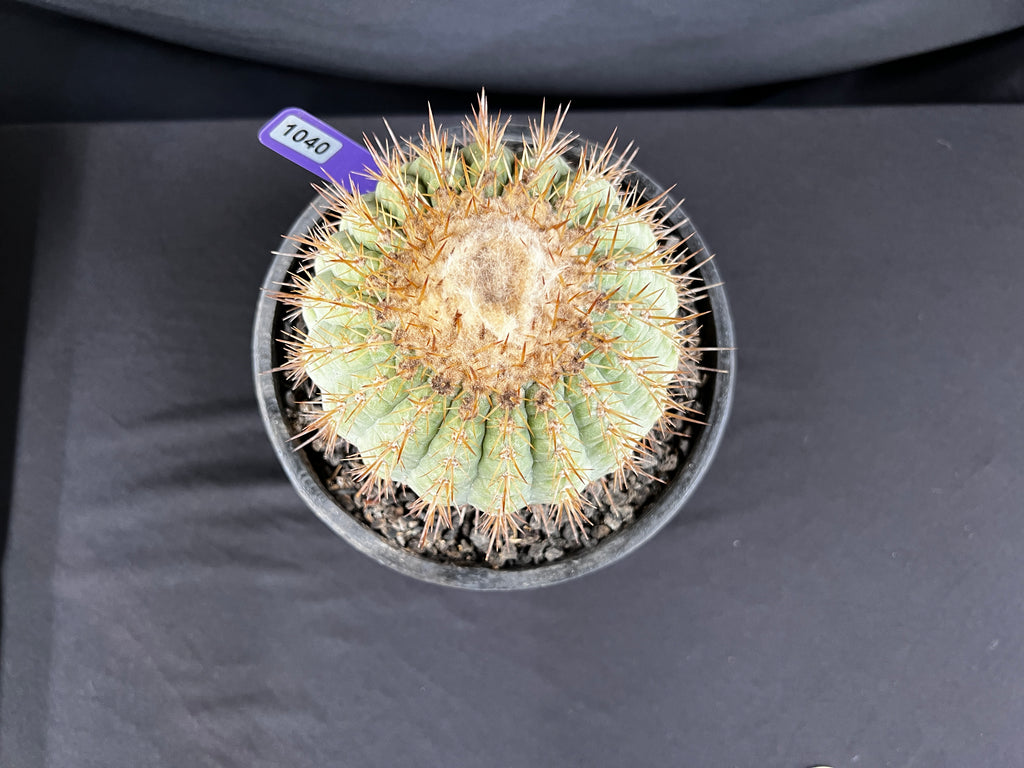 Copiapoa Cinerea sub. Columna-Alba Cactus