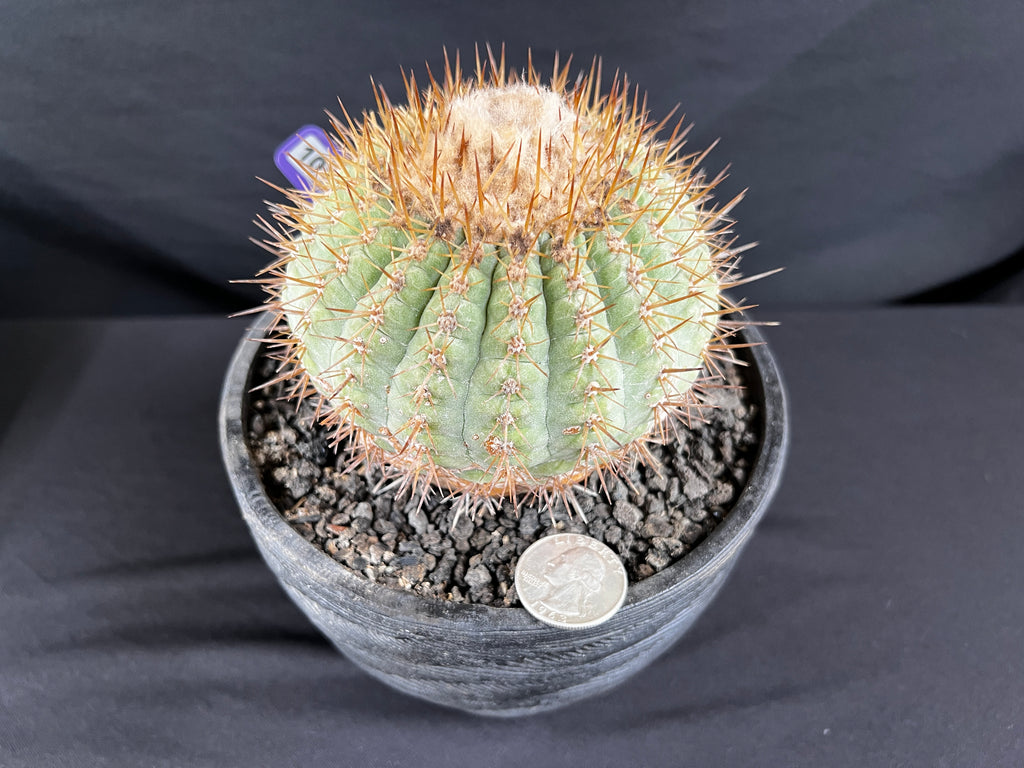 Copiapoa Cinerea sub. Columna-Alba Cactus