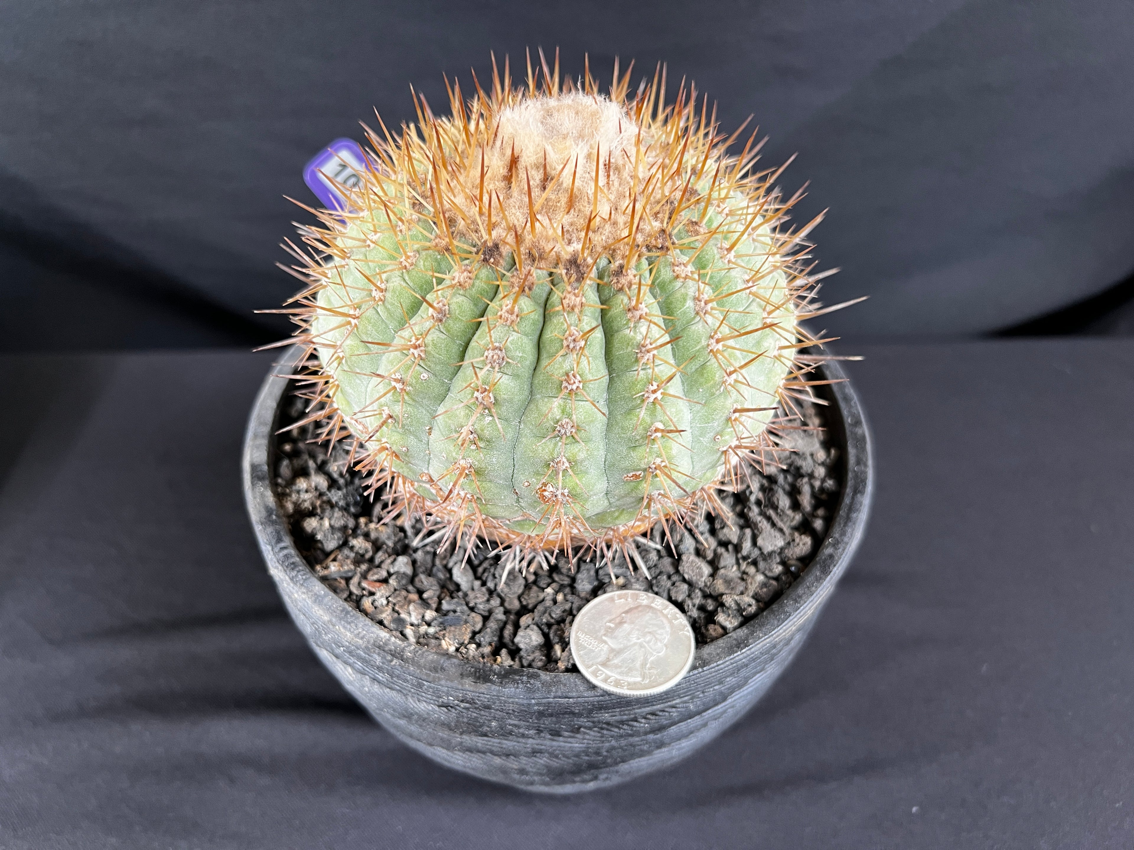 Copiapoa Cinerea sub. Columna-Alba Cactus