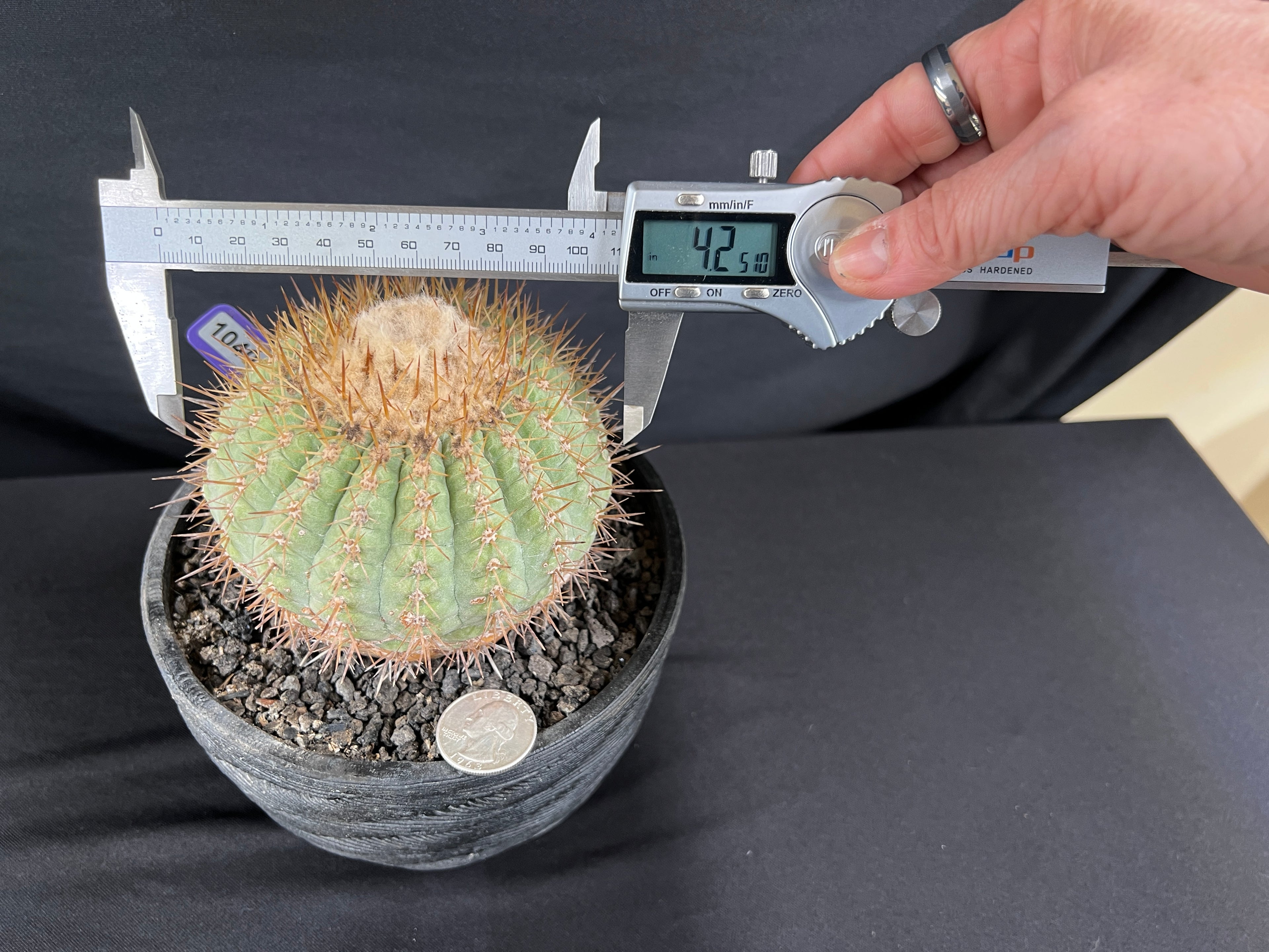 Copiapoa Cinerea sub. Columna-Alba Cactus