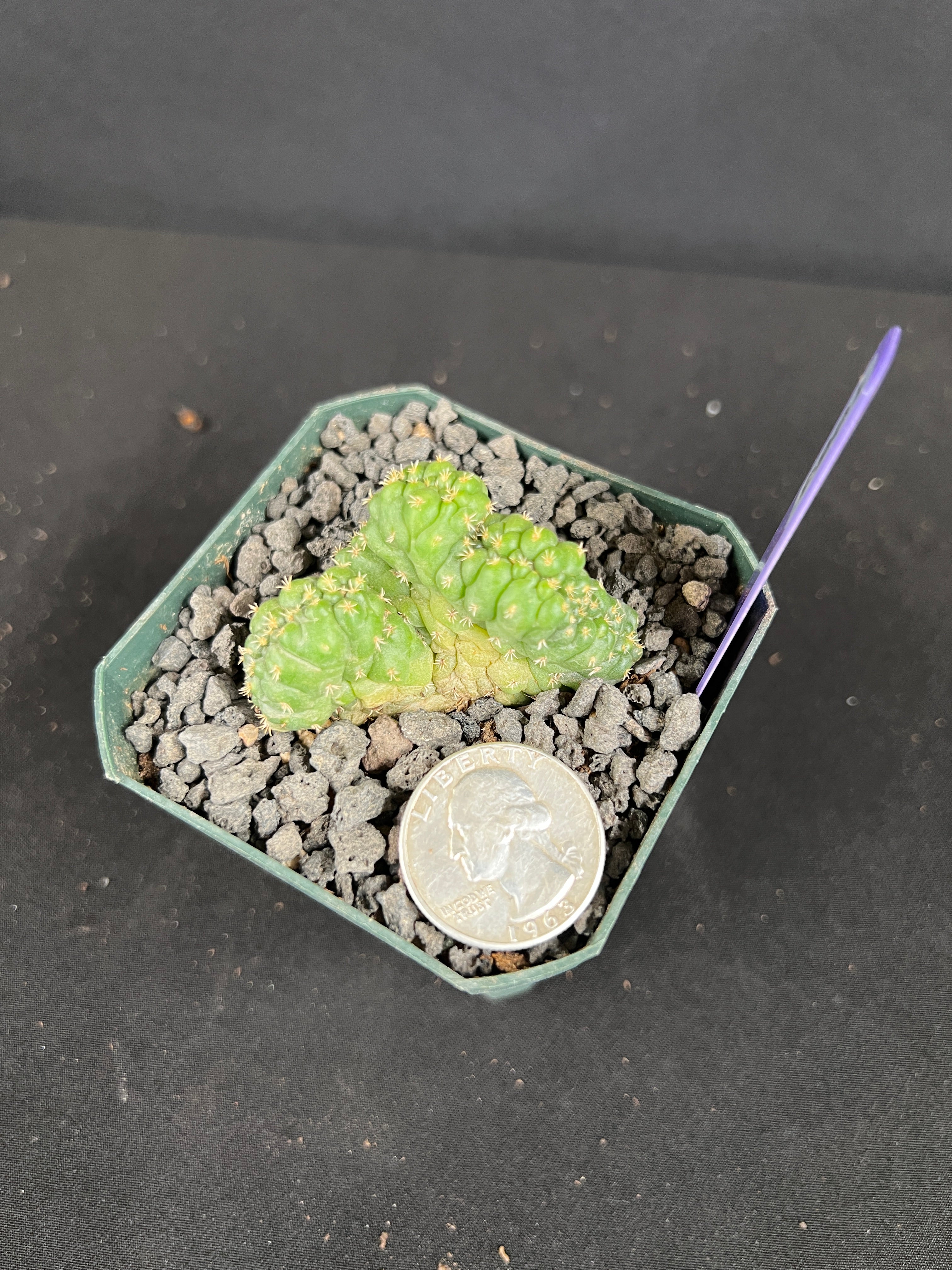 Coryphantha elephantidens f. Crestata "Tanshi" Cactus