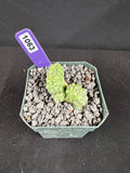 Coryphantha elephantidens f. Crestata "Tanshi" Cactus