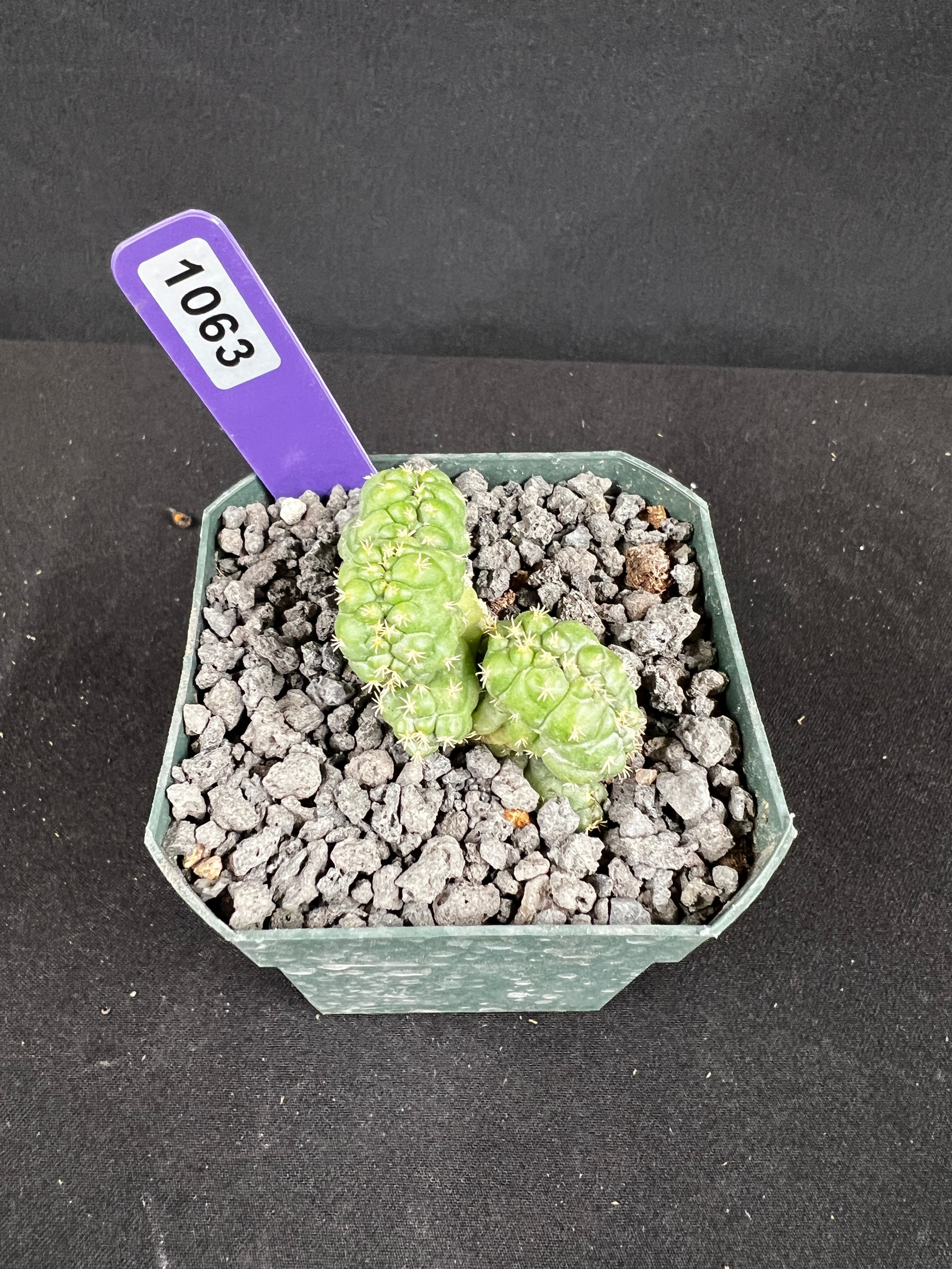 Coryphantha elephantidens f. Crestata "Tanshi" Cactus