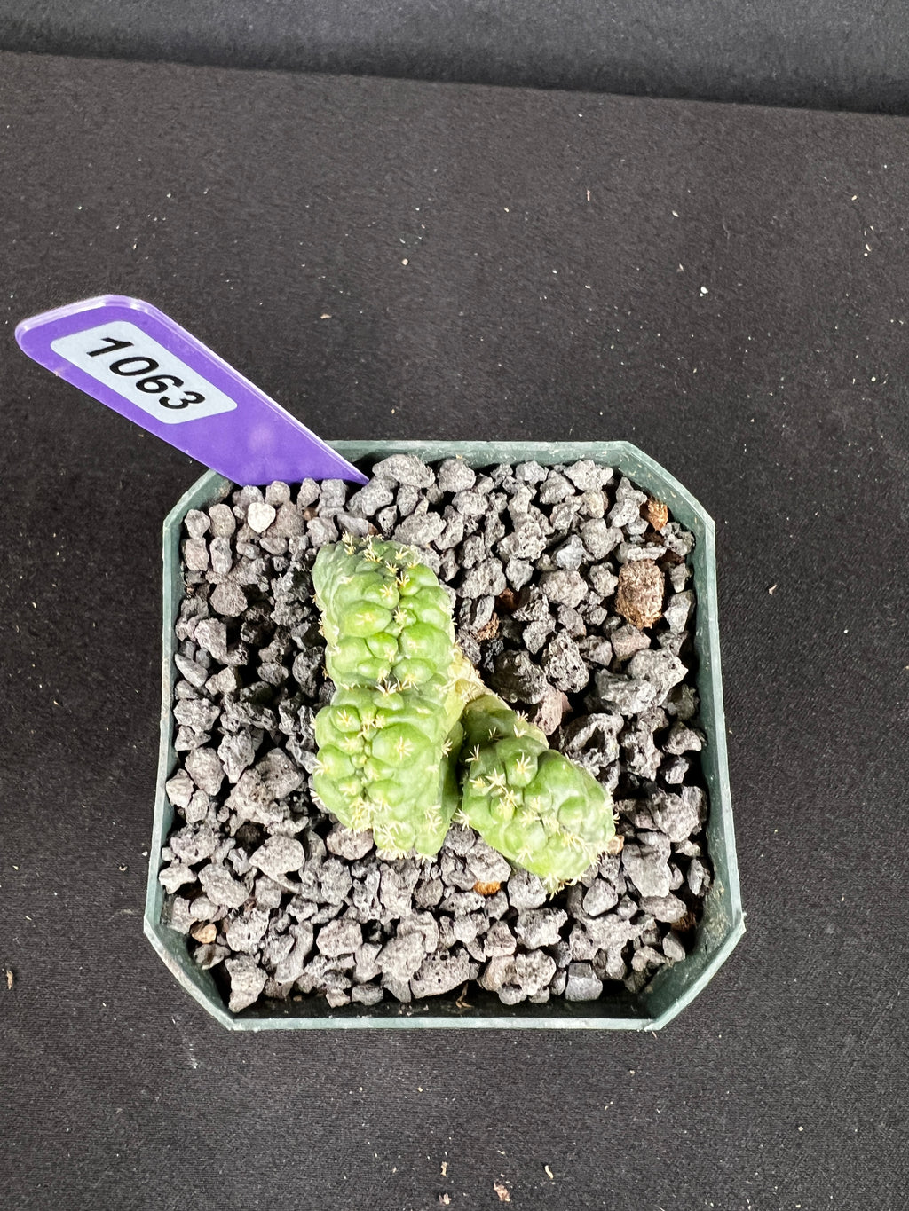 Coryphantha elephantidens f. Crestata "Tanshi" Cactus