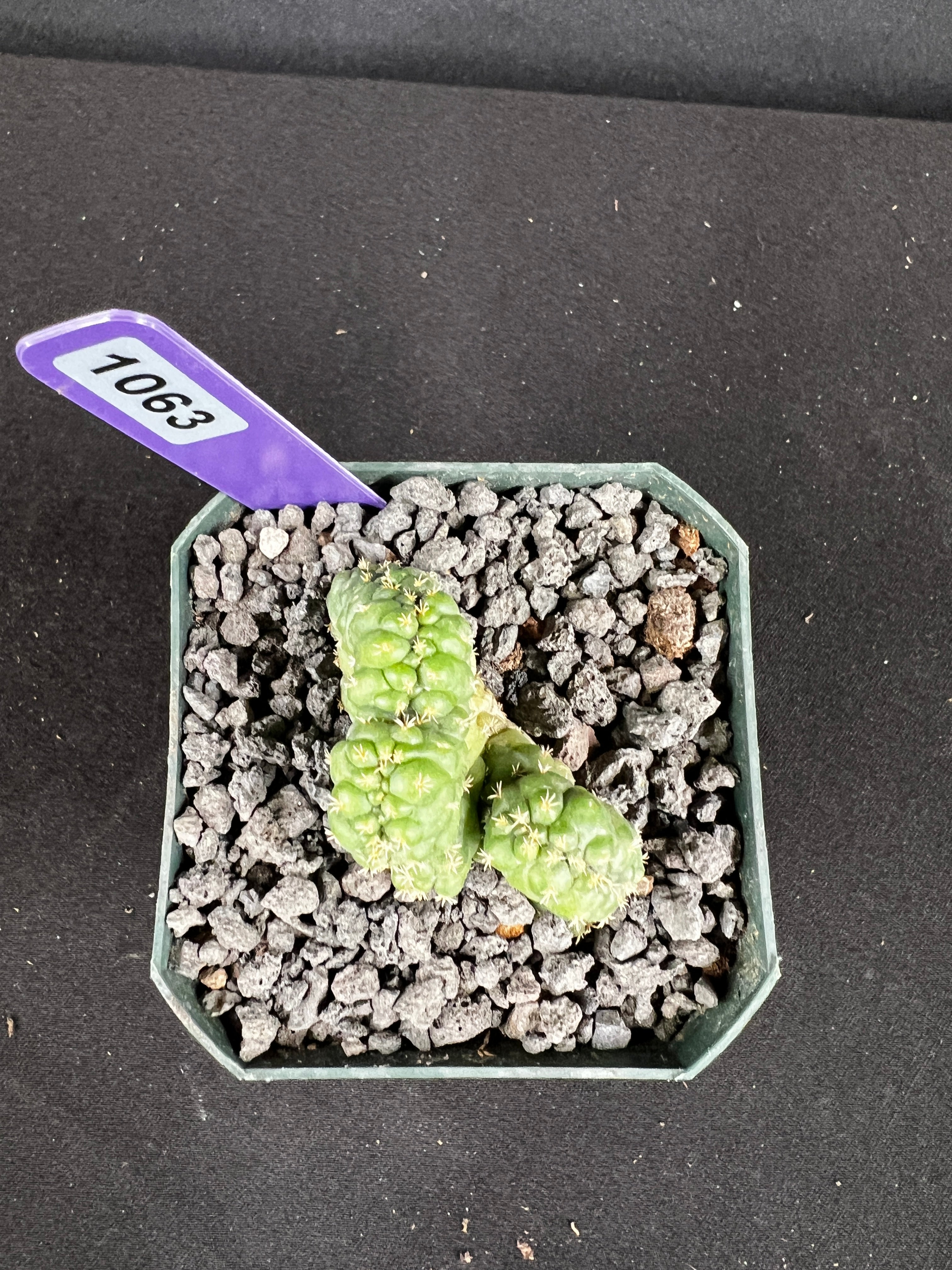 Coryphantha elephantidens f. Crestata "Tanshi" Cactus