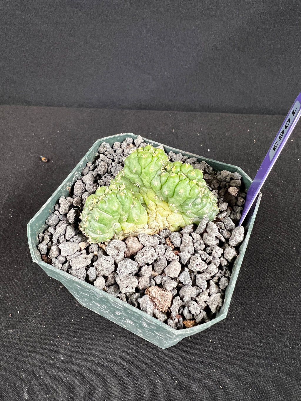 Coryphantha elephantidens f. Crestata "Tanshi" Cactus
