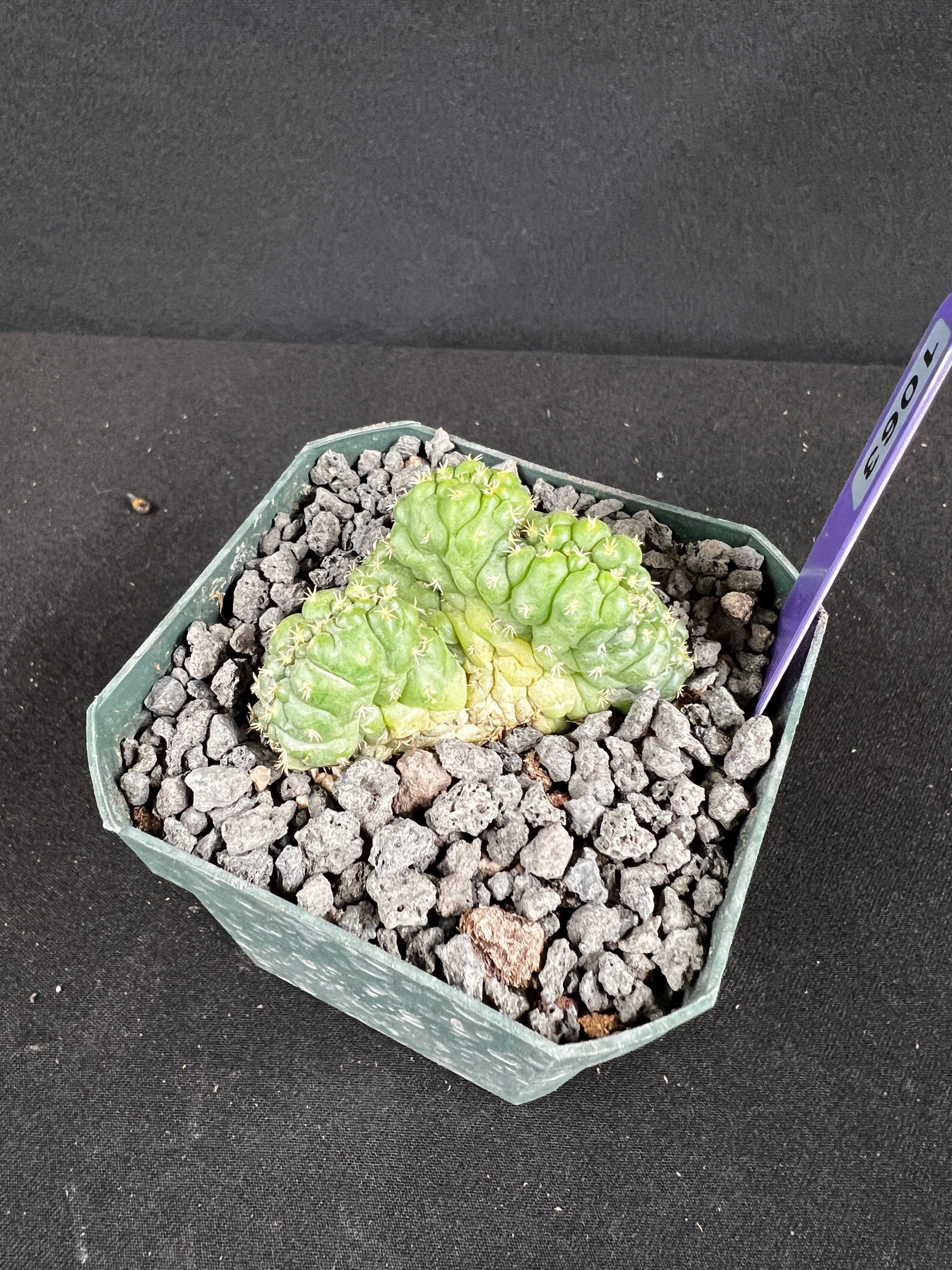 Coryphantha elephantidens f. Crestata "Tanshi" Cactus