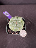 Coryphantha Elephantidens Inermis Cactus