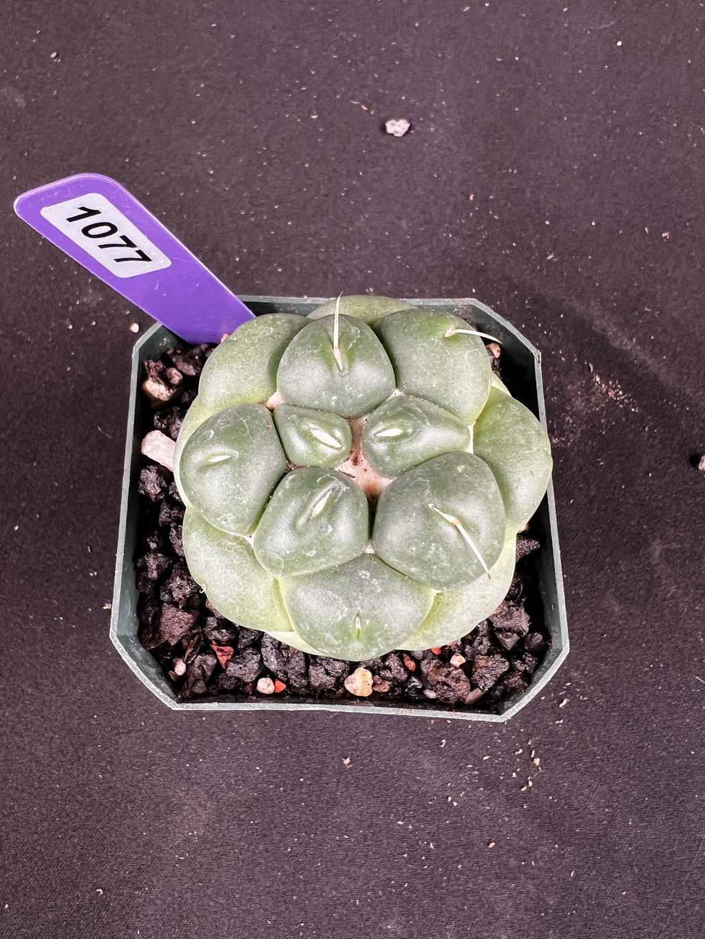 Coryphantha Elephantidens Inermis Cactus