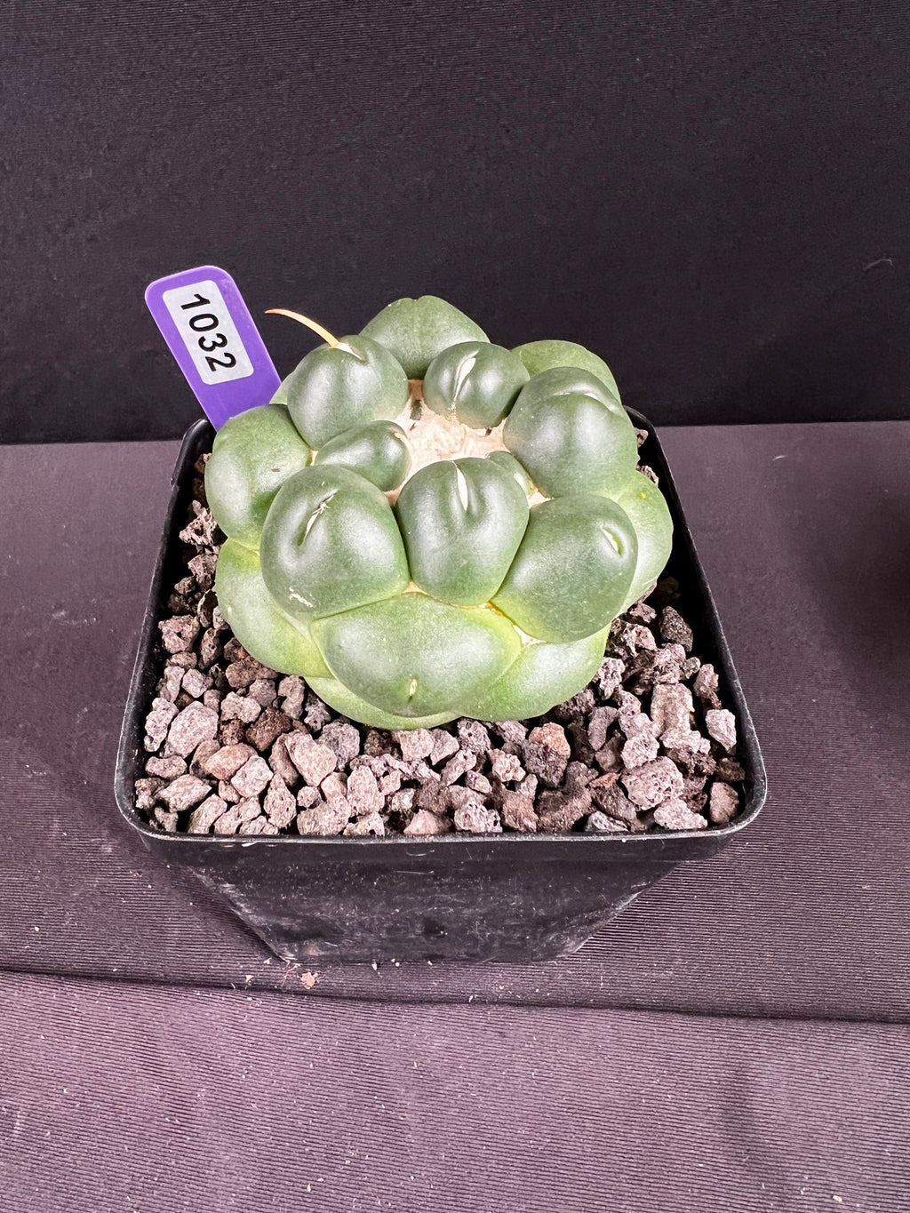 Coryphantha Elephantidens Inermis Cactus