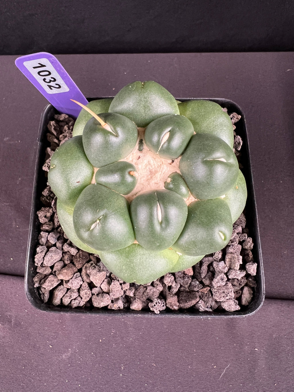 Coryphantha Elephantidens Inermis Cactus