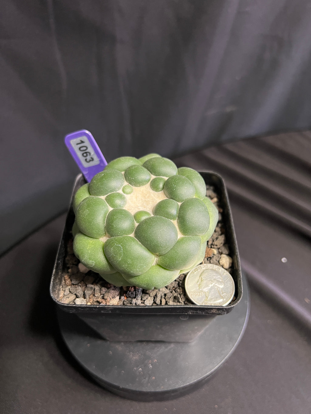 Coryphantha Elephantidens cv. Inermis