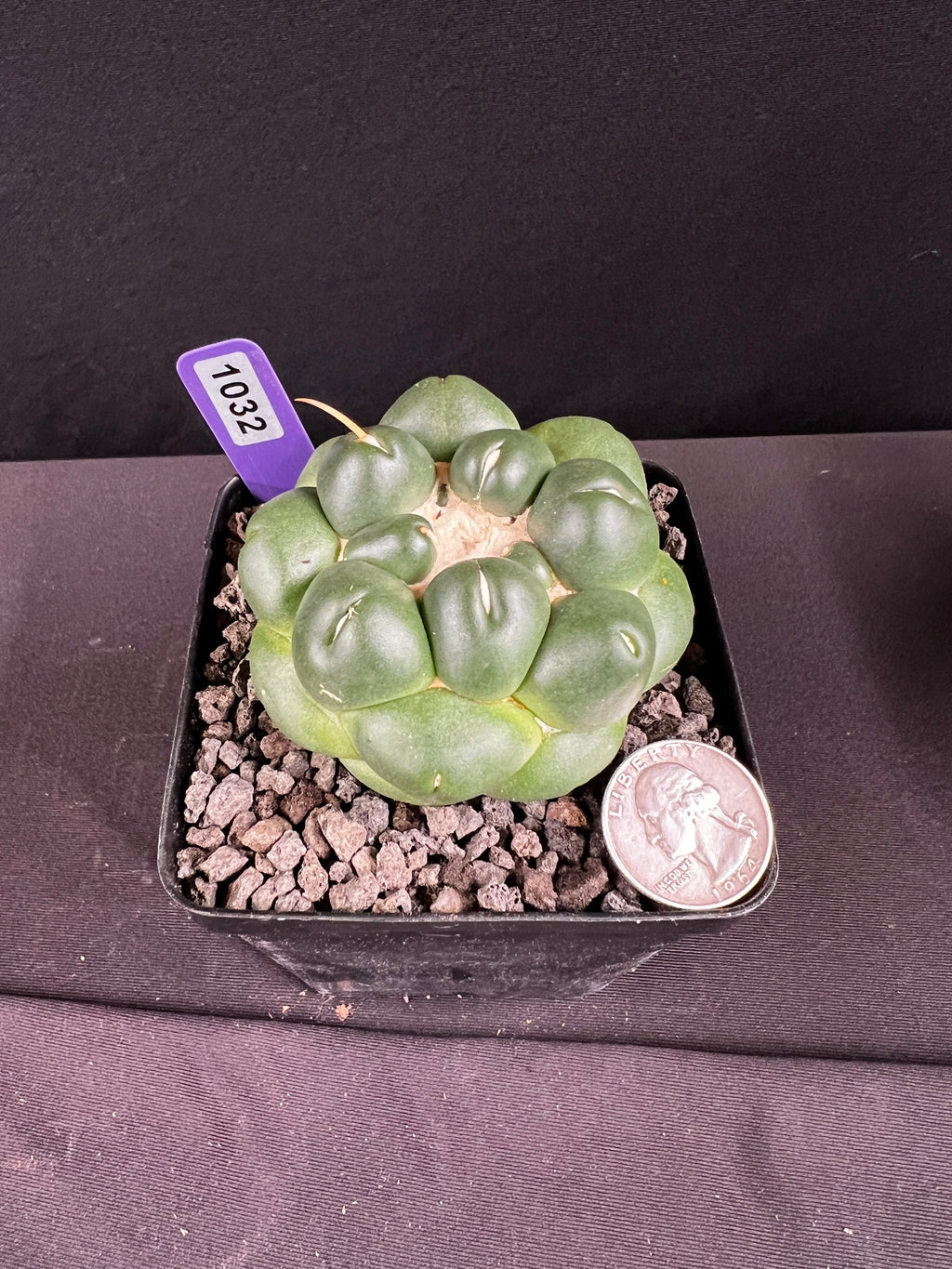 Coryphantha Elephantidens Inermis Cactus