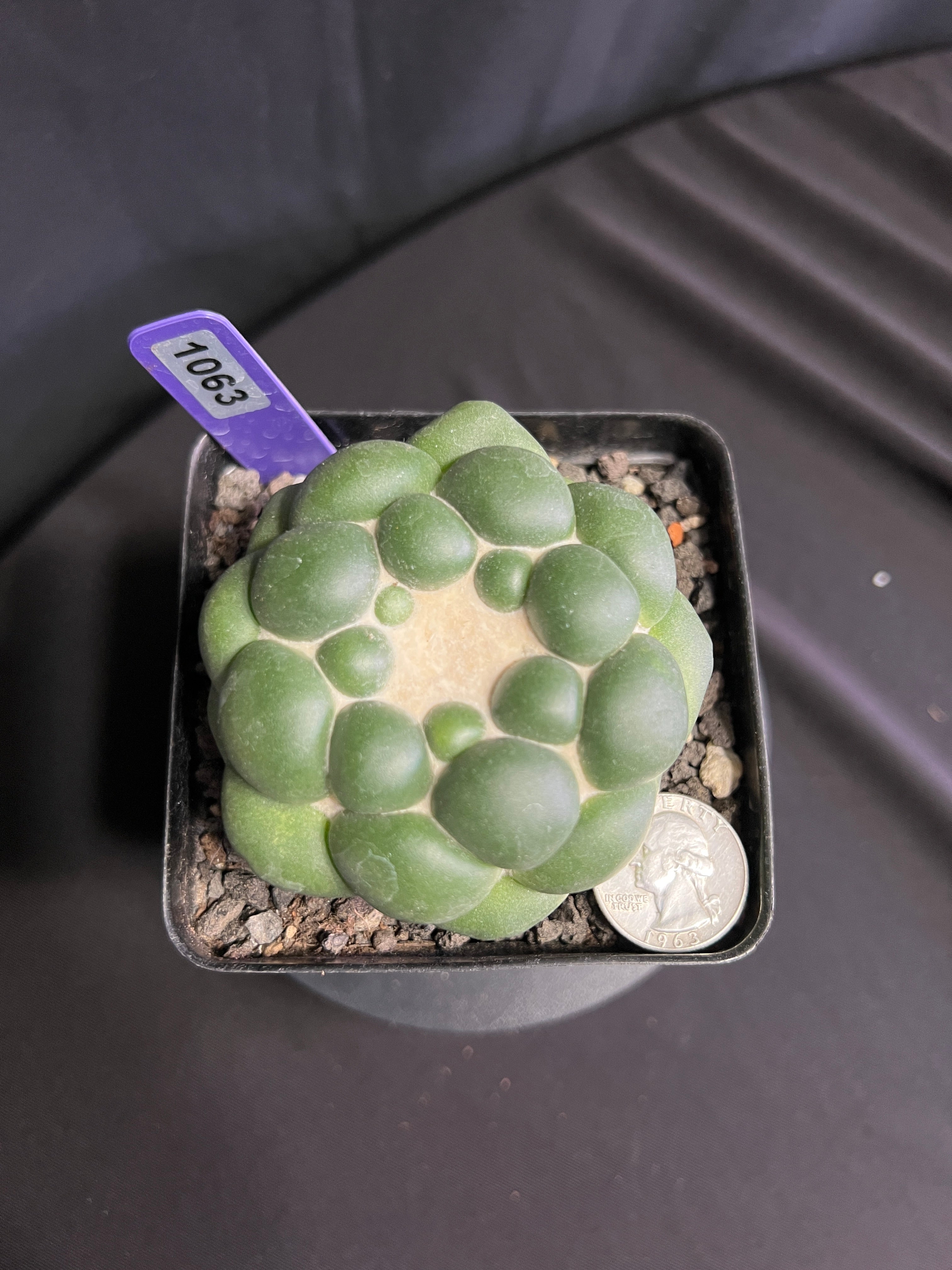 Coryphantha Elephantidens cv. Inermis