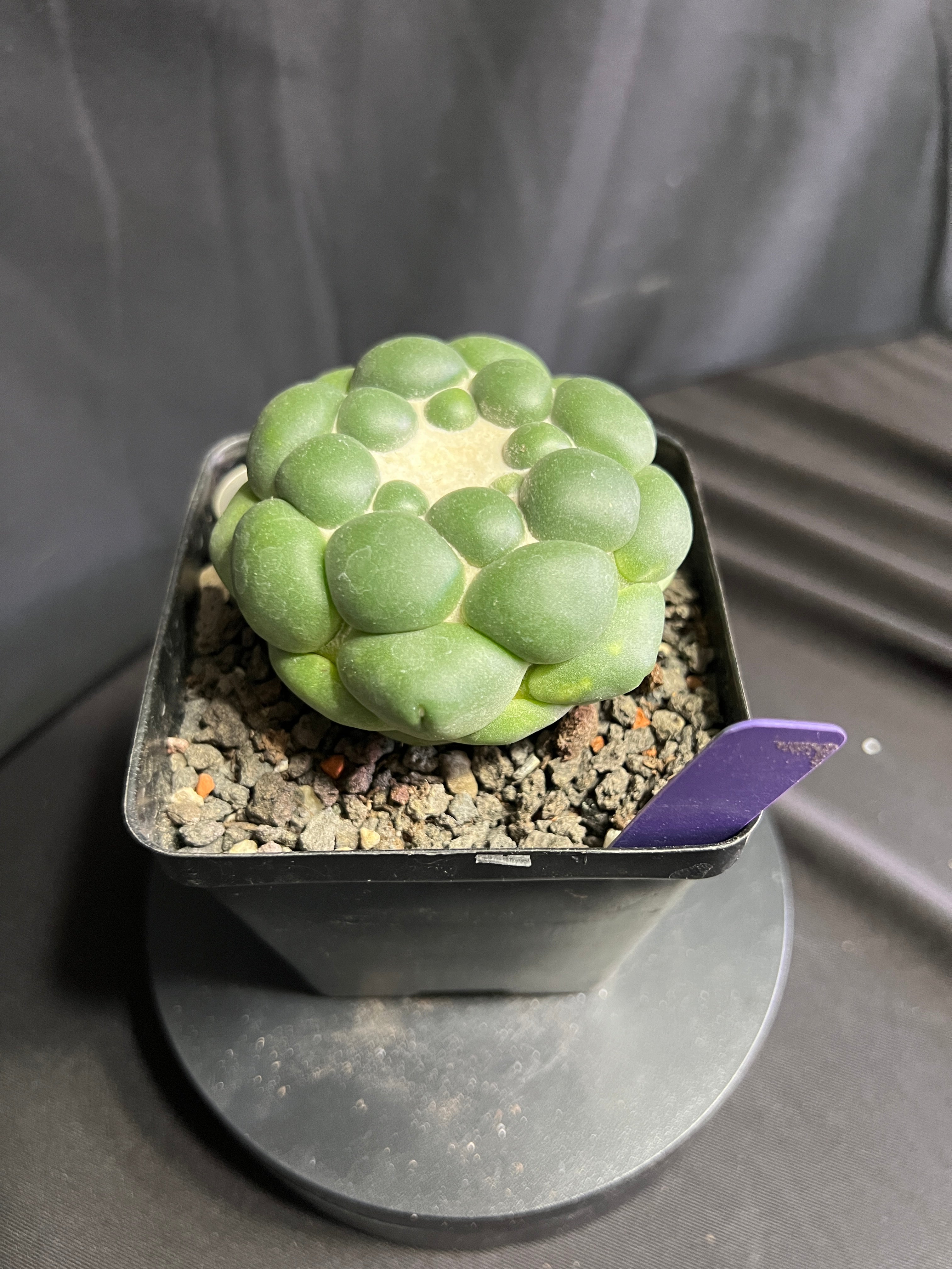 Coryphantha Elephantidens cv. Inermis