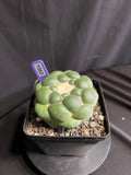 Coryphantha Elephantidens cv. Inermis