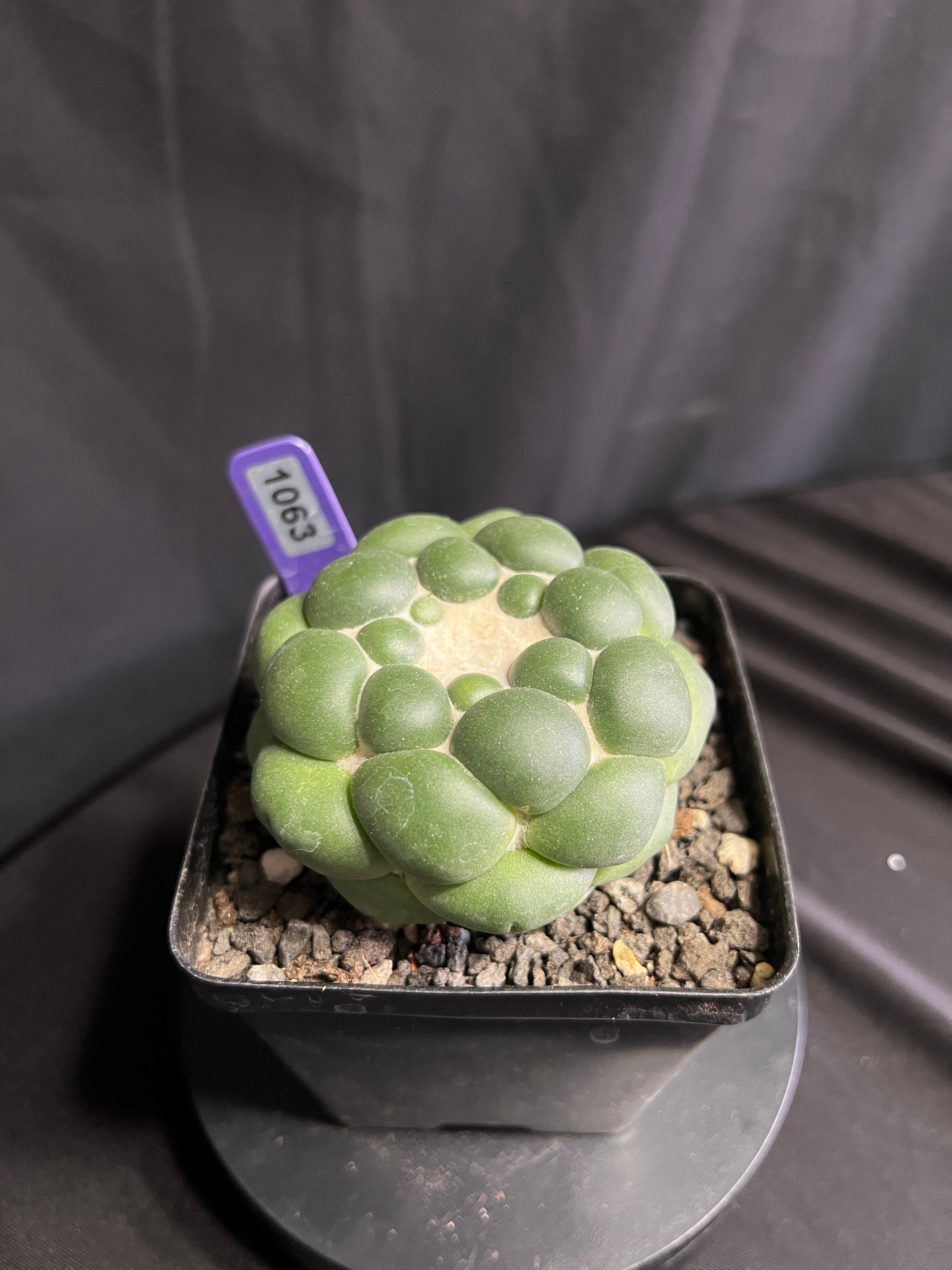Coryphantha Elephantidens cv. Inermis