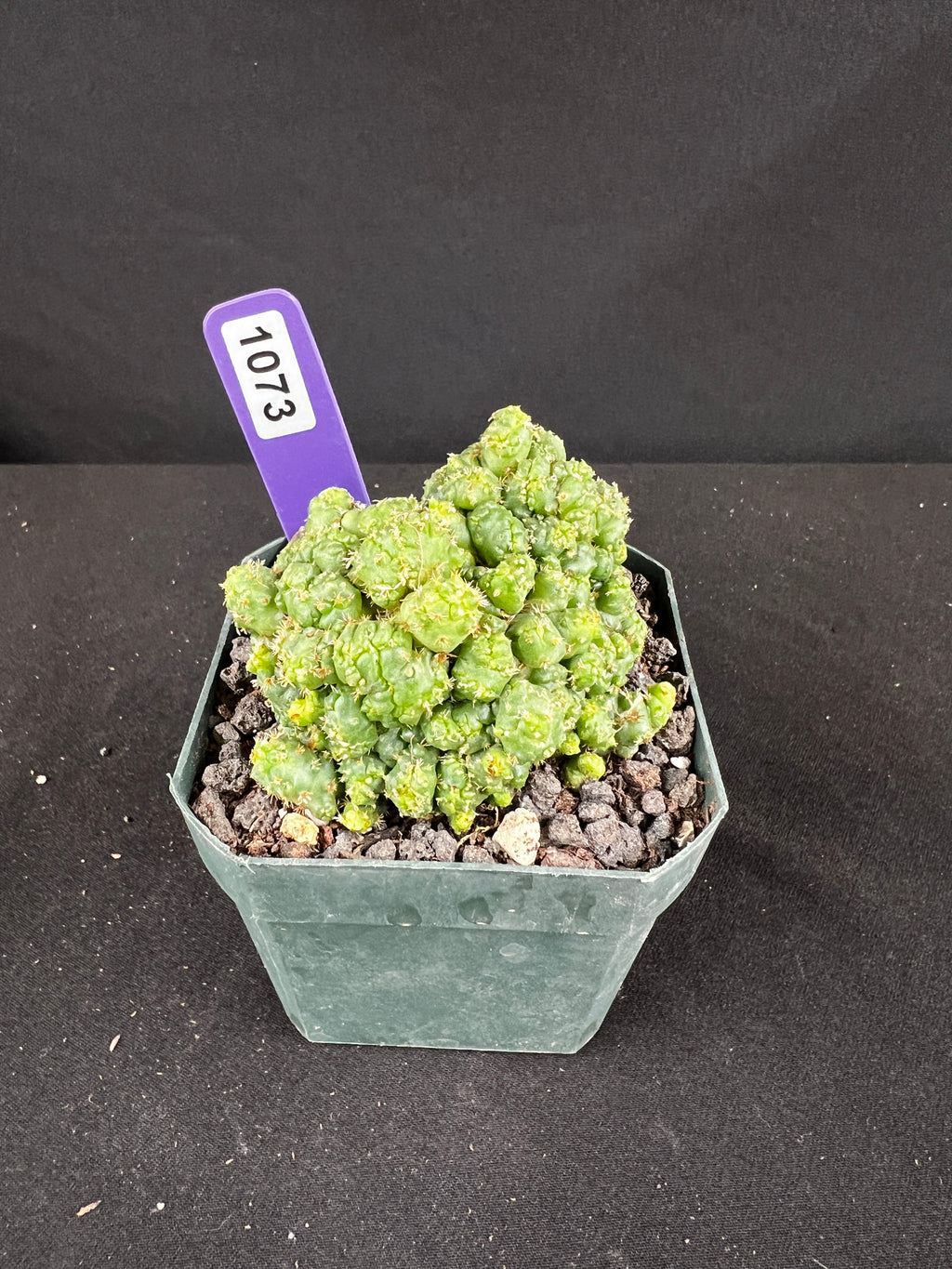 Coryphanta Elephantidens Monstrose Cactus