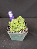 Coryphanta Elephantidens Monstrose Cactus