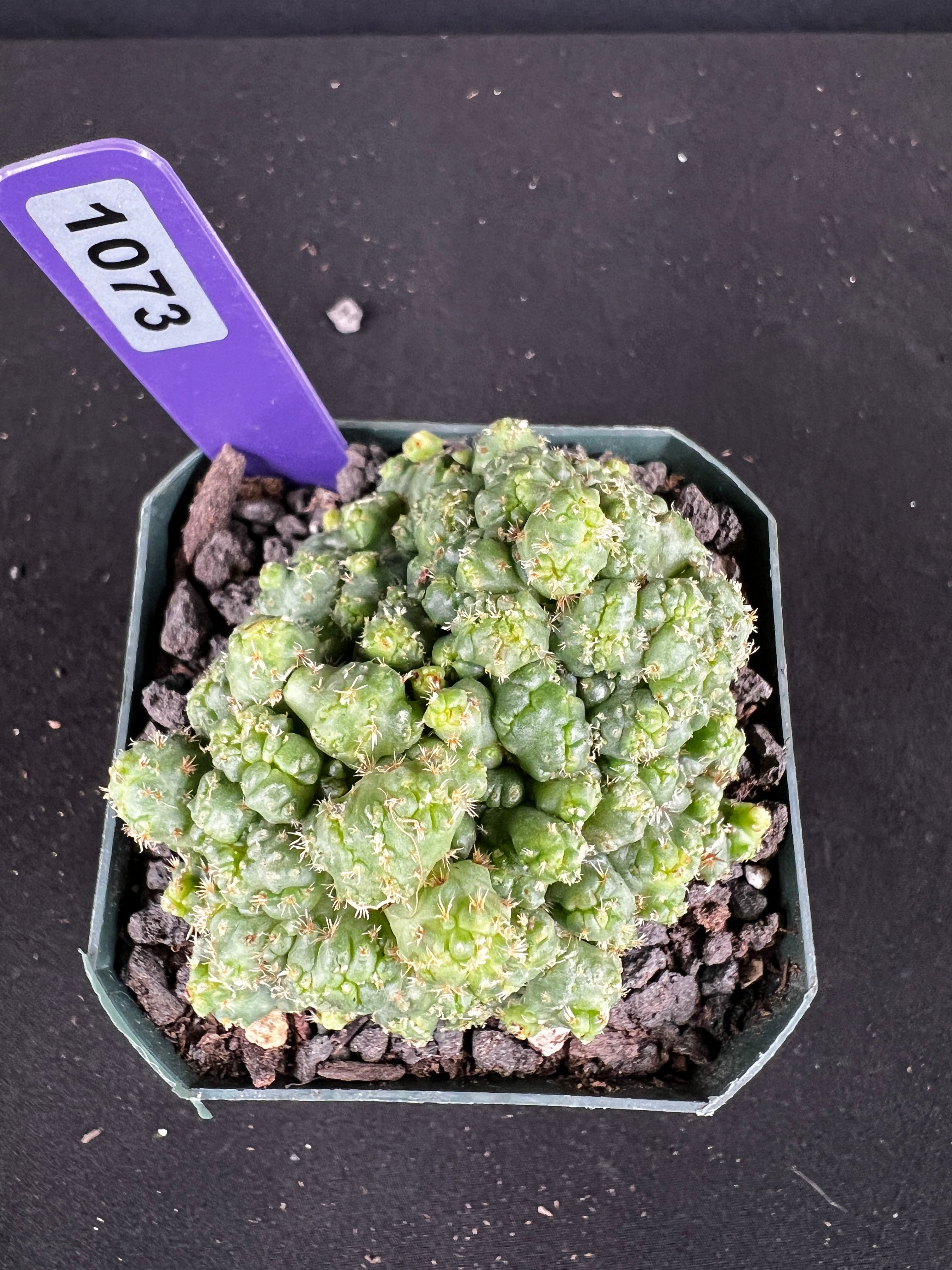 Coryphanta Elephantidens Monstrose Cactus
