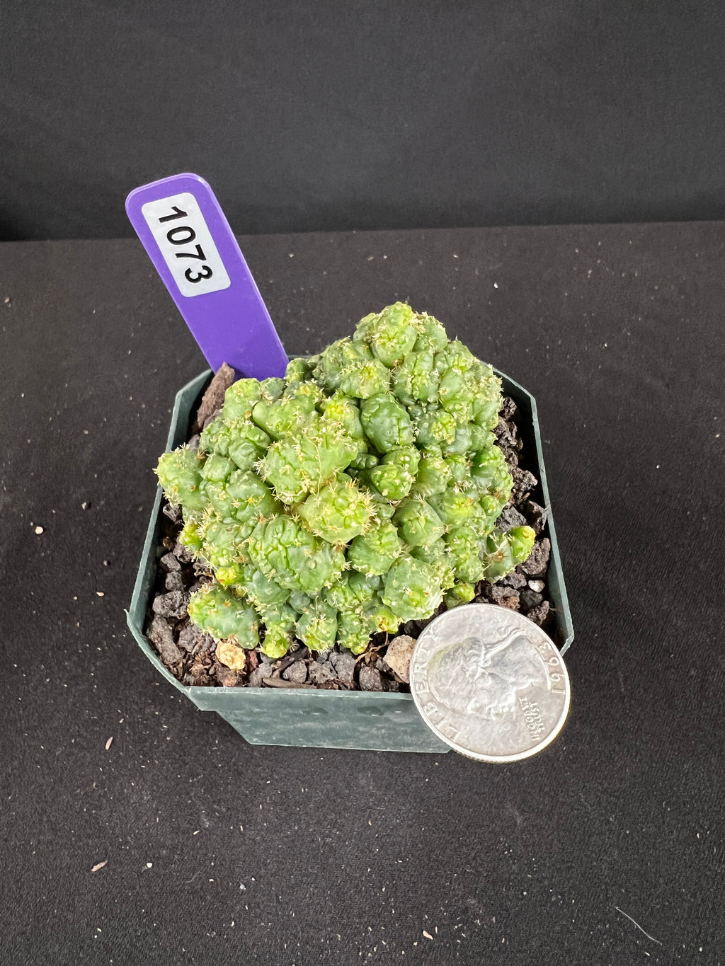 Coryphanta Elephantidens Monstrose Cactus