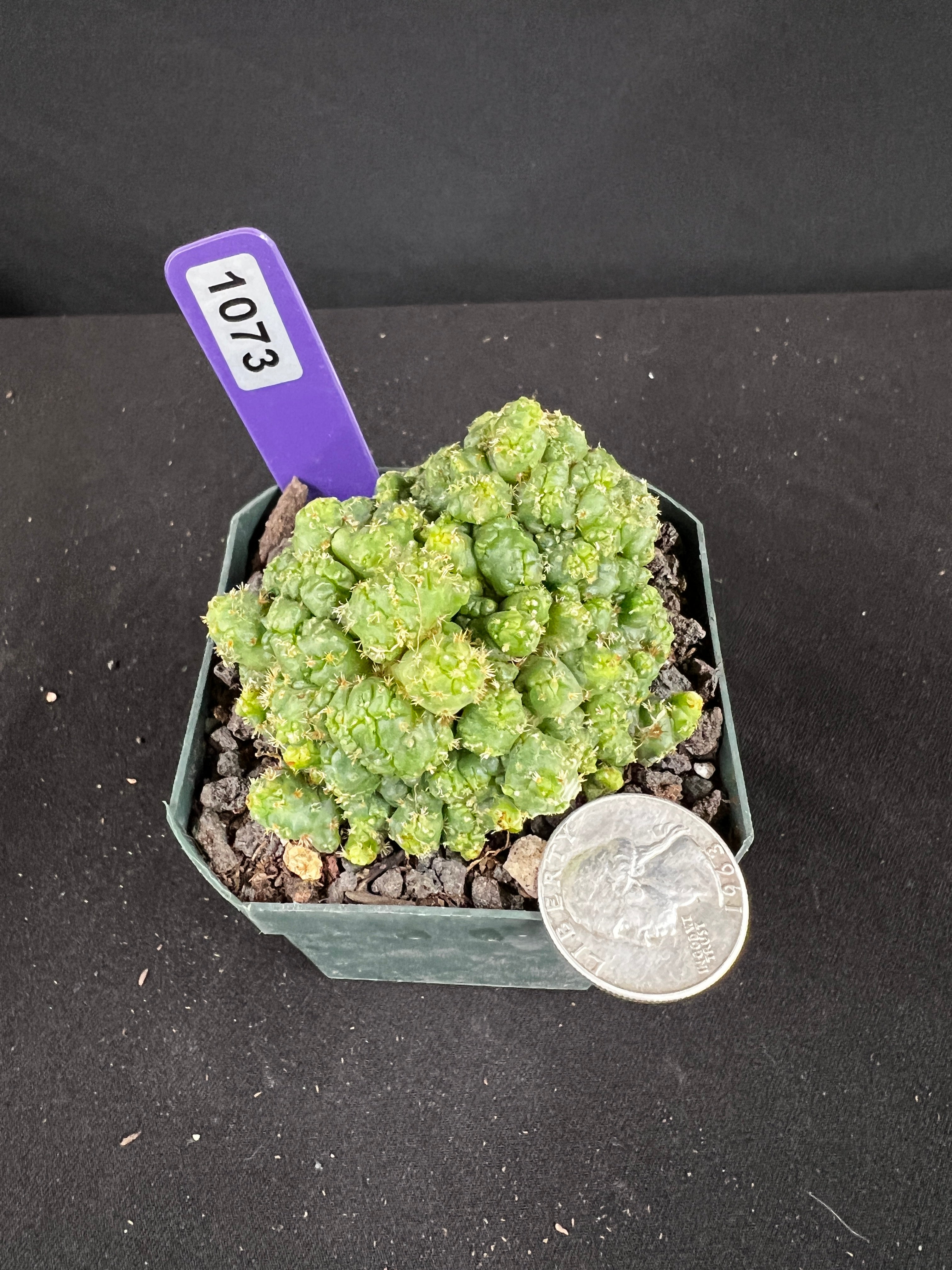Coryphanta Elephantidens Monstrose Cactus