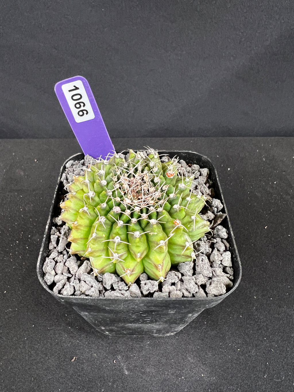 Gymnocalycium Inermis Cristata Cactus